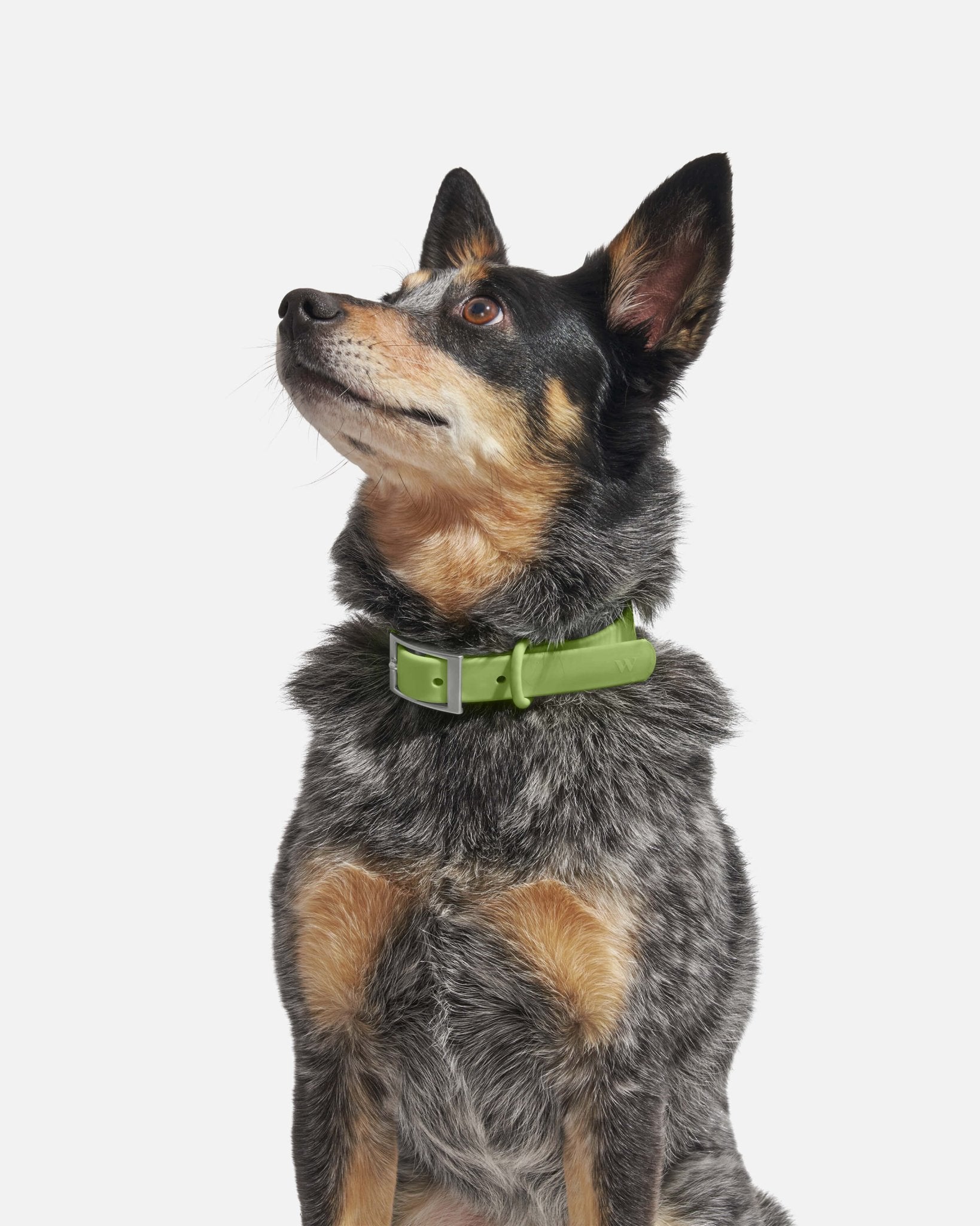 Collar - Eva Pet - Wild One