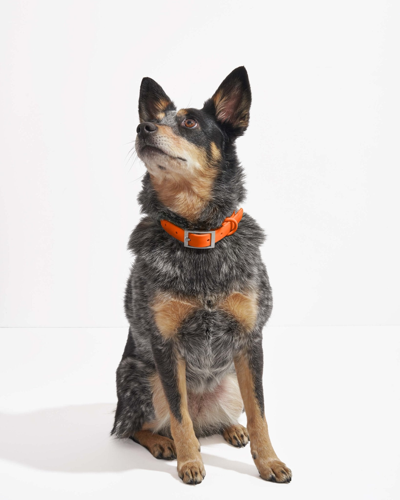 Collar - Eva Pet - Wild One