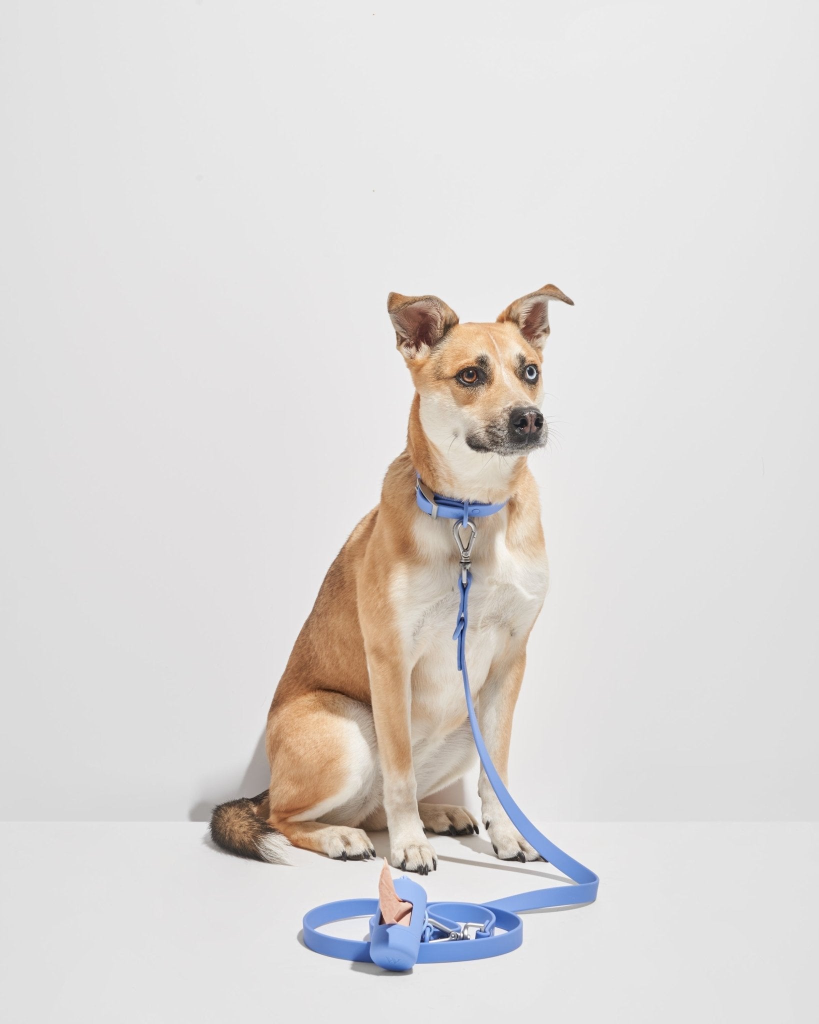 Collar - Eva Pet - Wild One