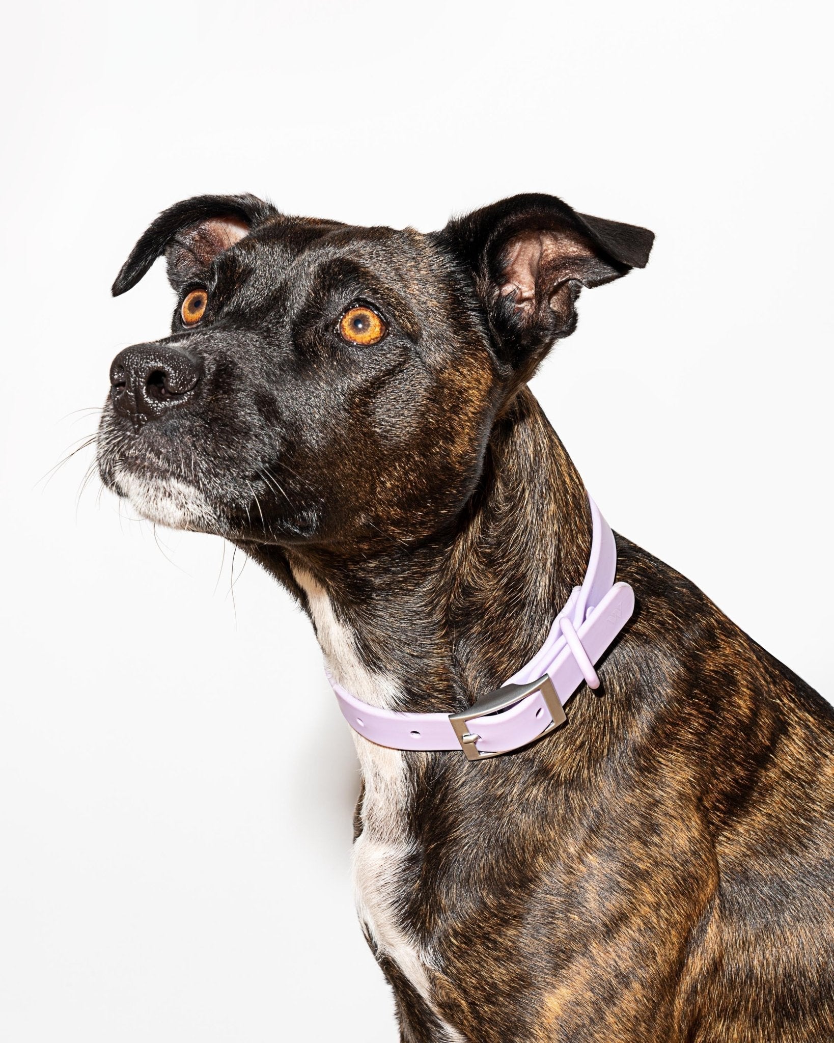 Collar - Eva Pet - Wild One