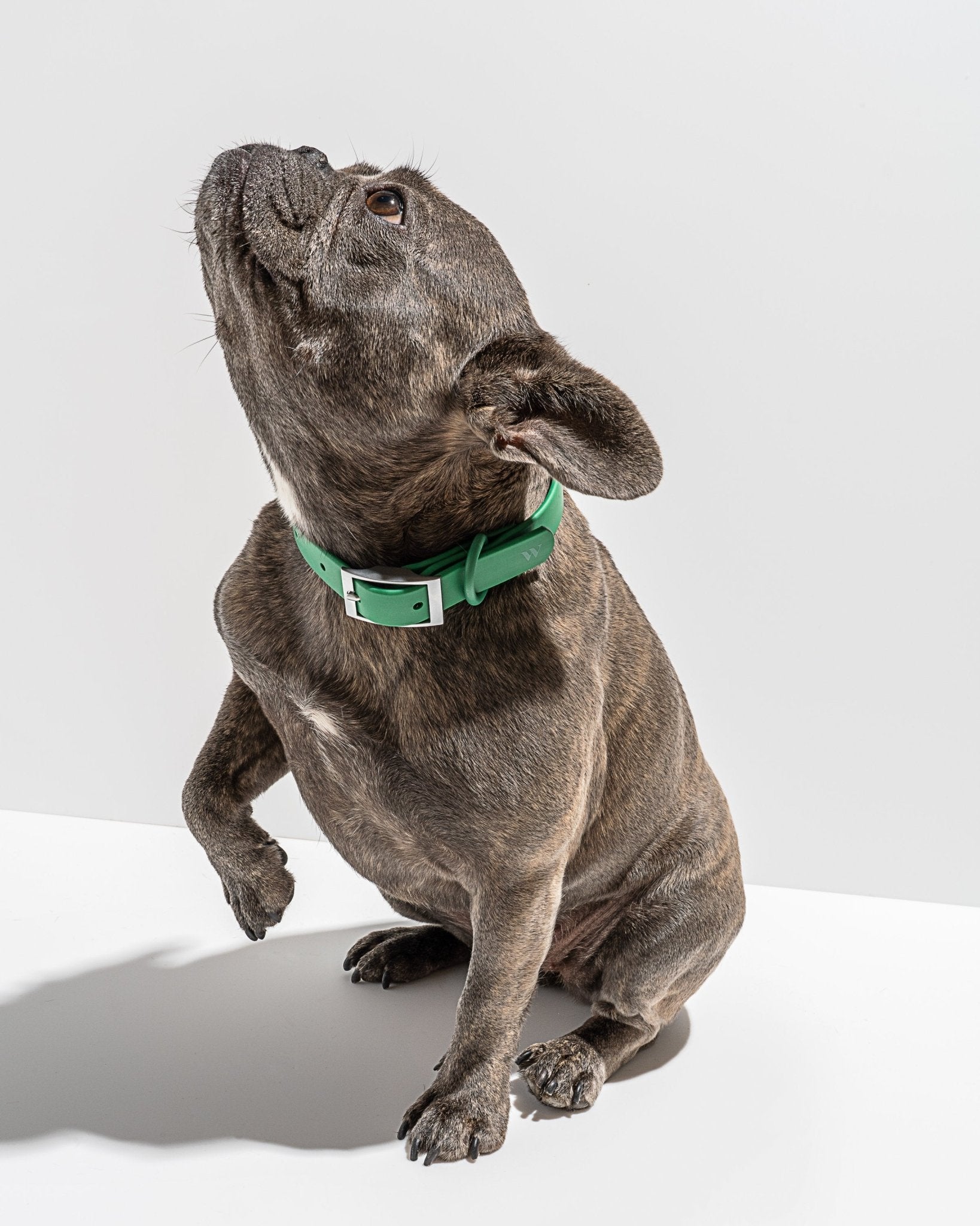 Collar - Eva Pet - Wild One