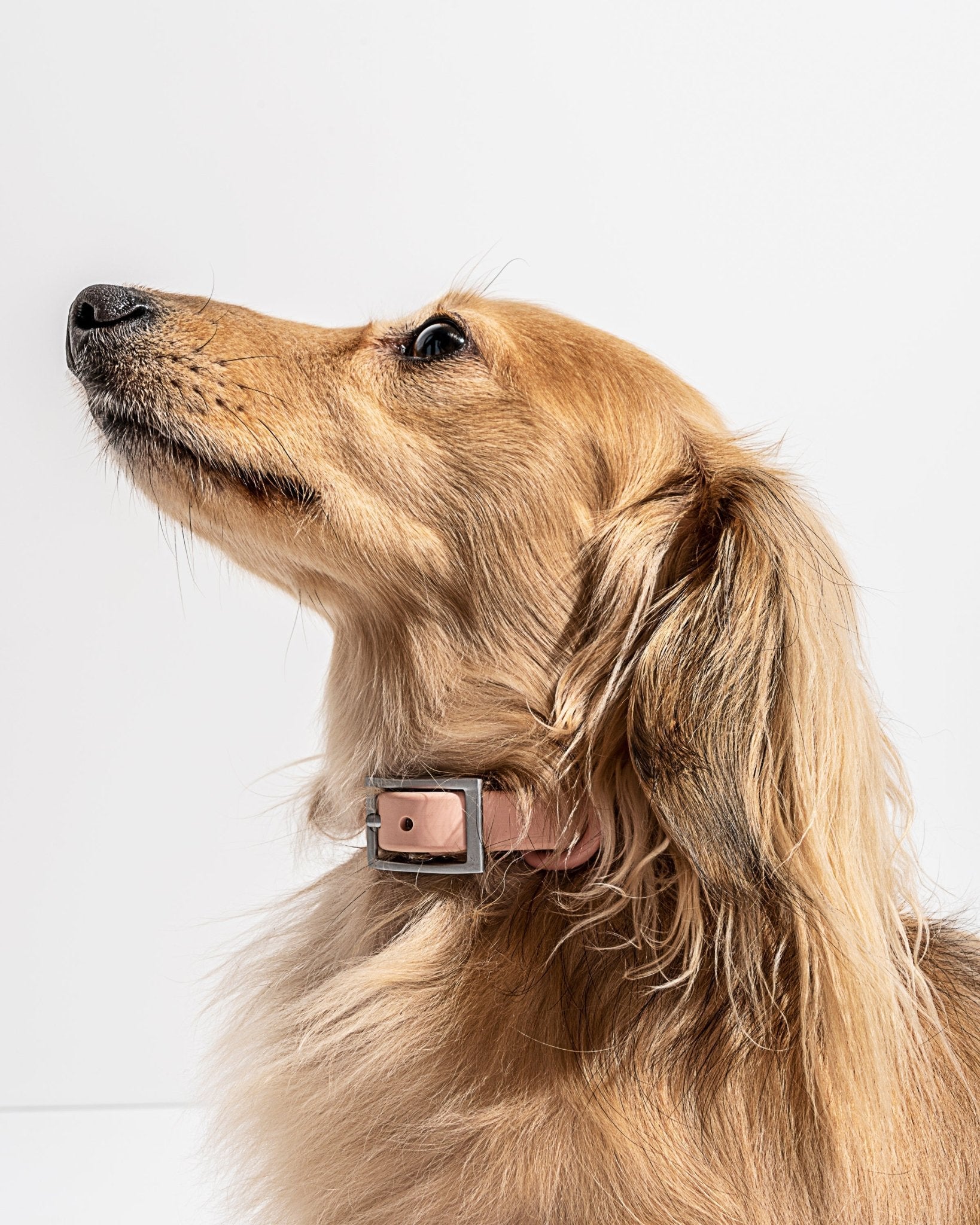 Collar - Eva Pet - Wild One