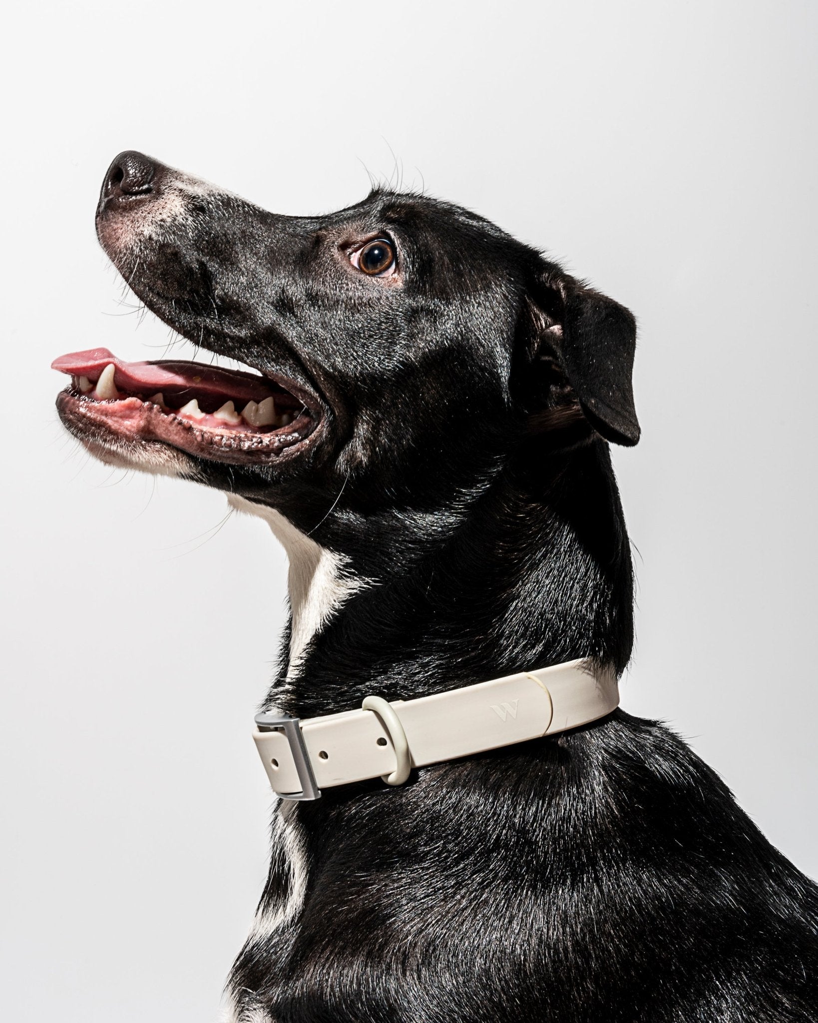 Collar - Eva Pet - Wild One