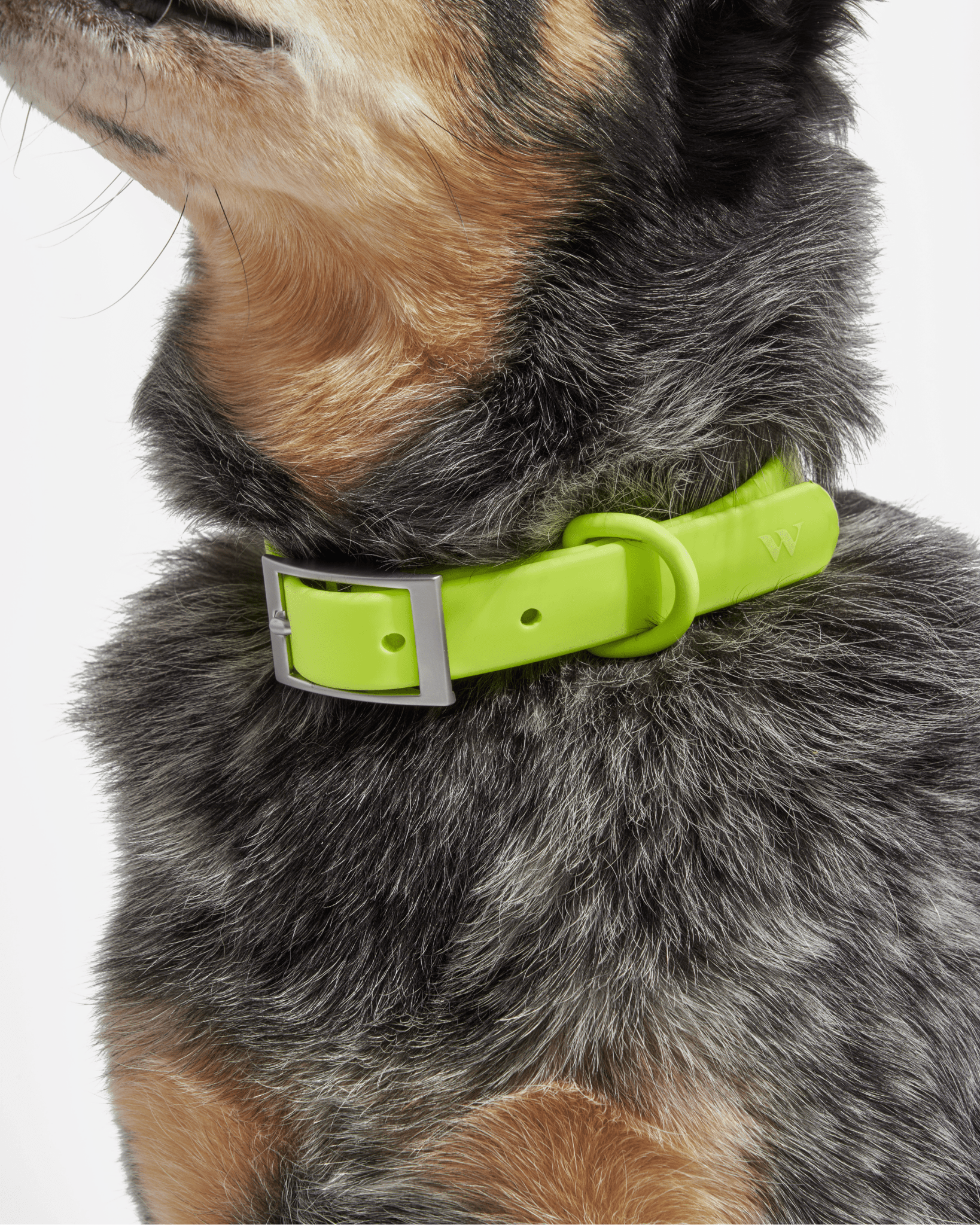 Collar - Eva Pet - Wild One