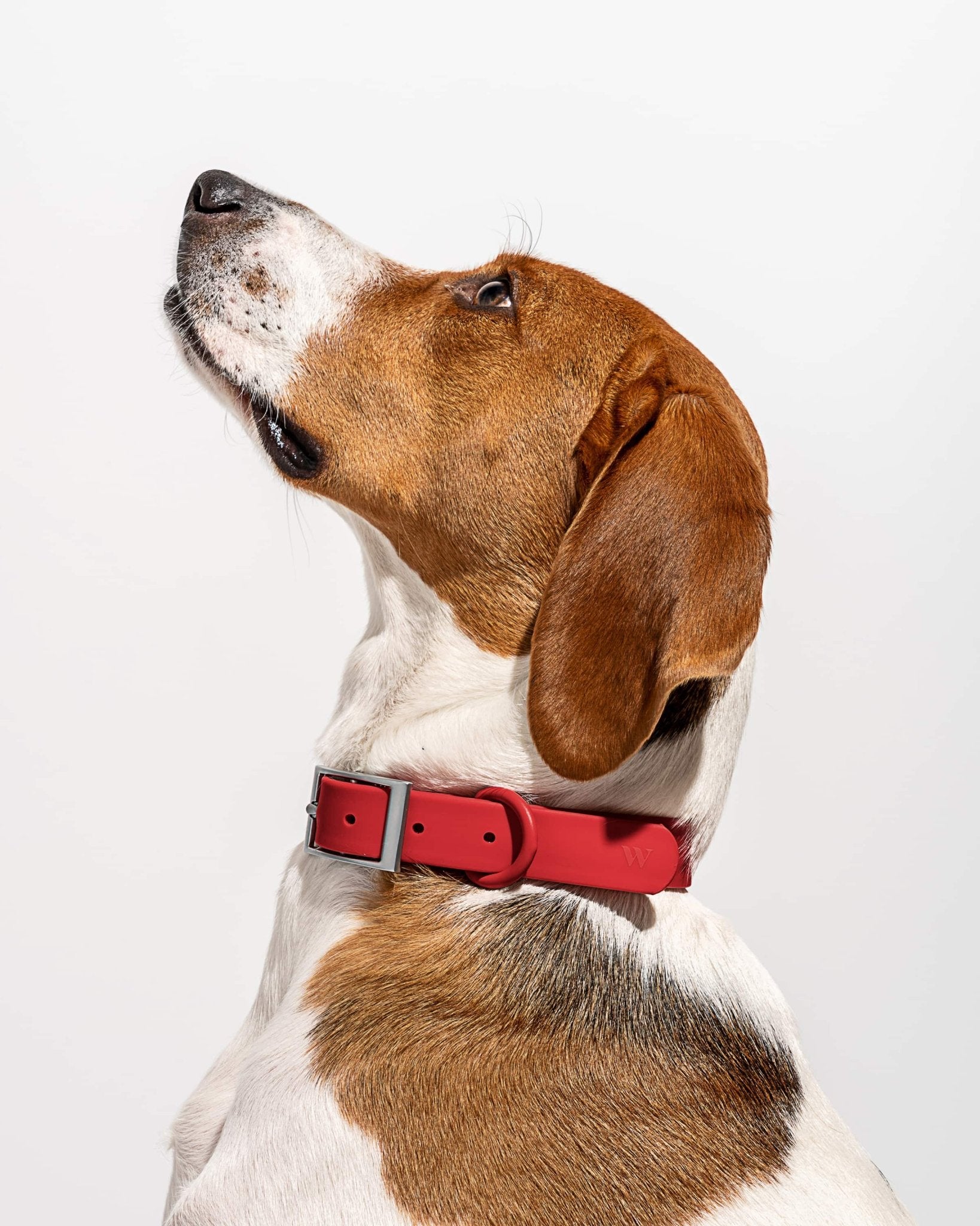 Collar - Eva Pet - Wild One