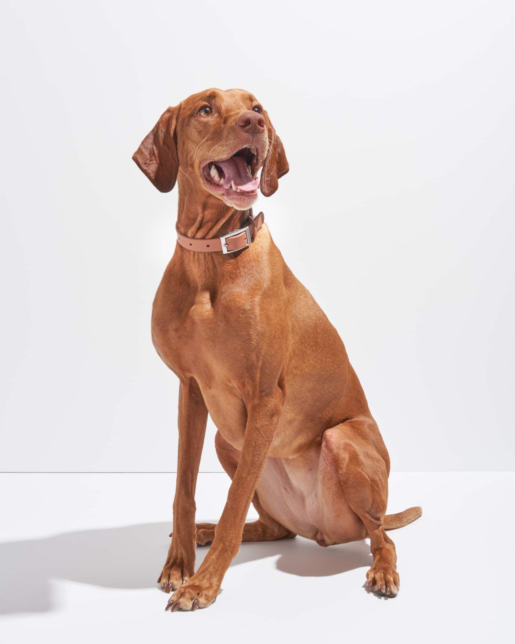Collar - Eva Pet - Wild One