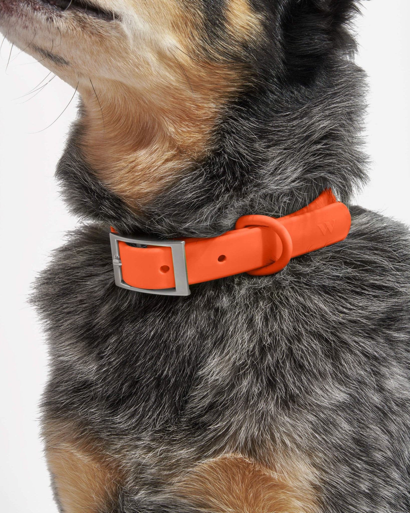 Collar - Eva Pet - Wild One