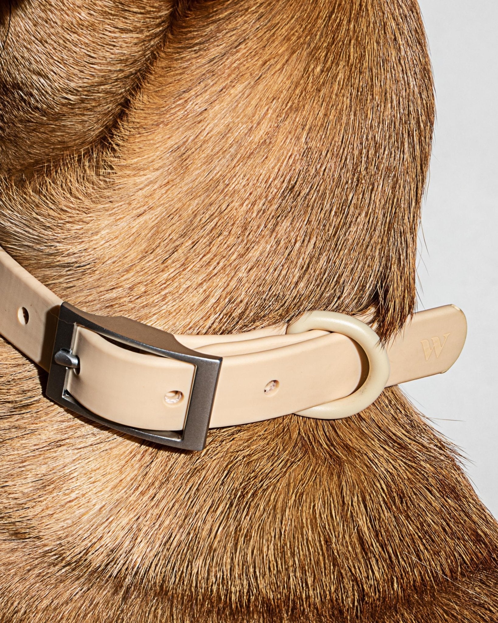 Collar - Eva Pet - Wild One