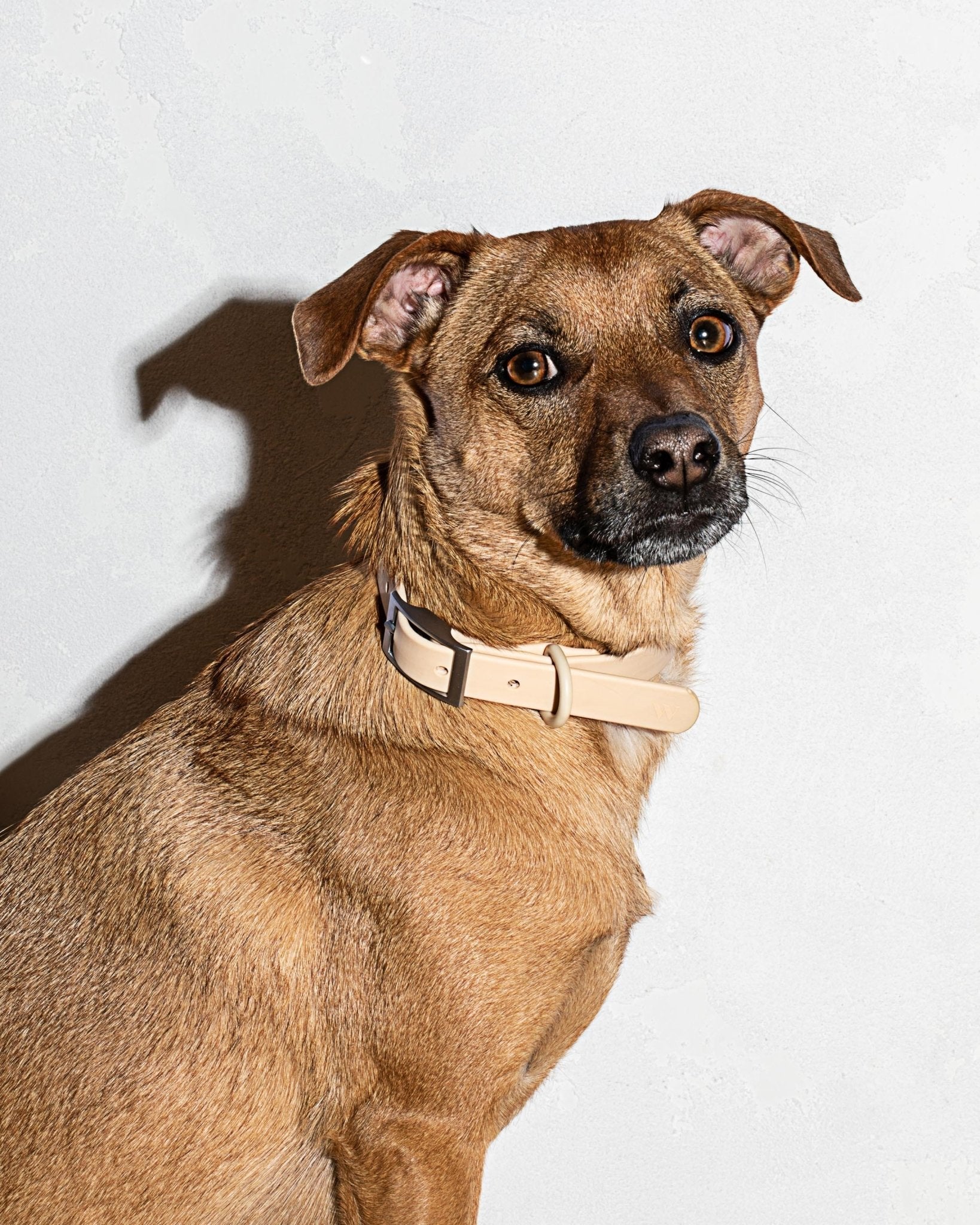 Collar - Eva Pet - Wild One