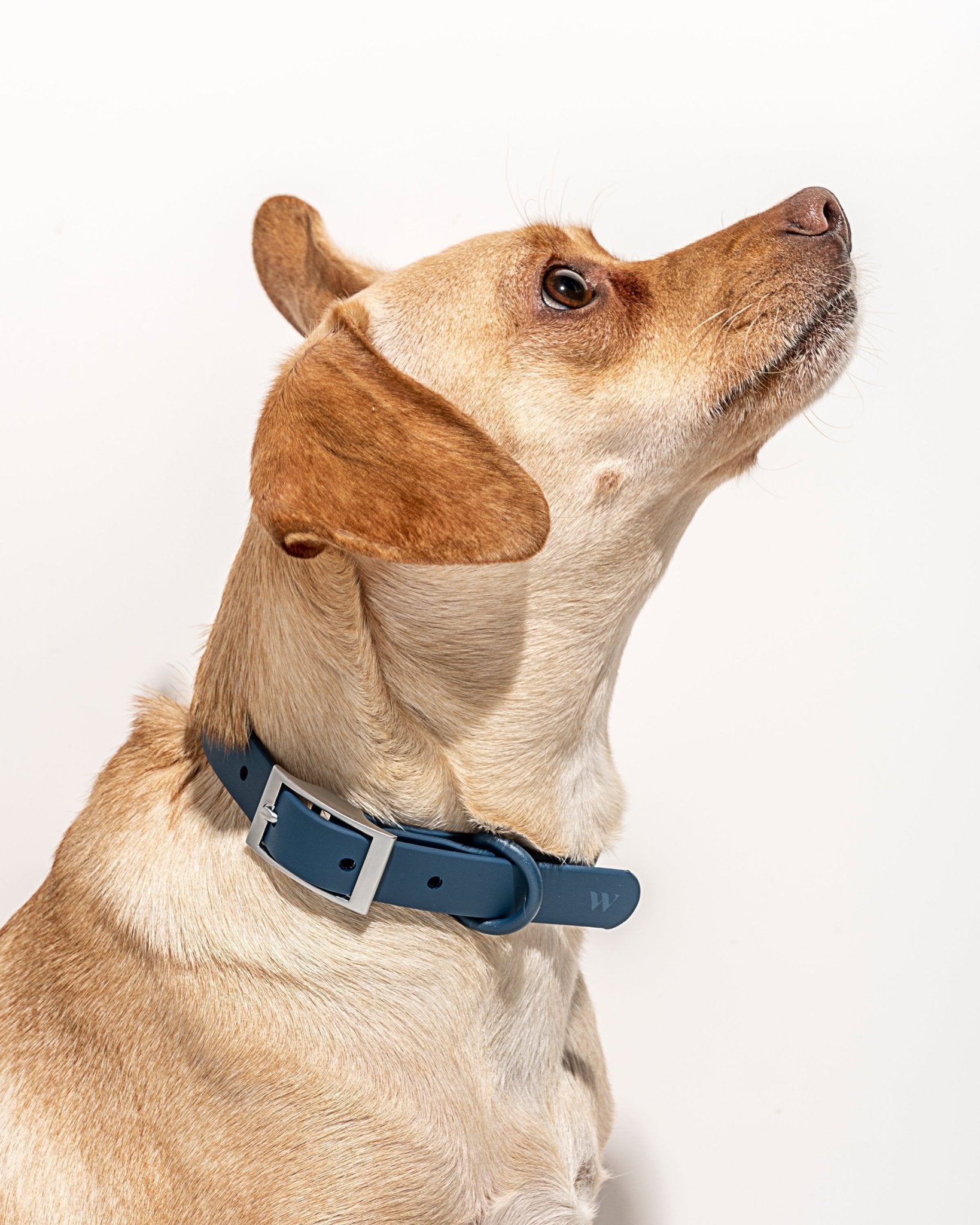 Collar - Eva Pet - Wild One