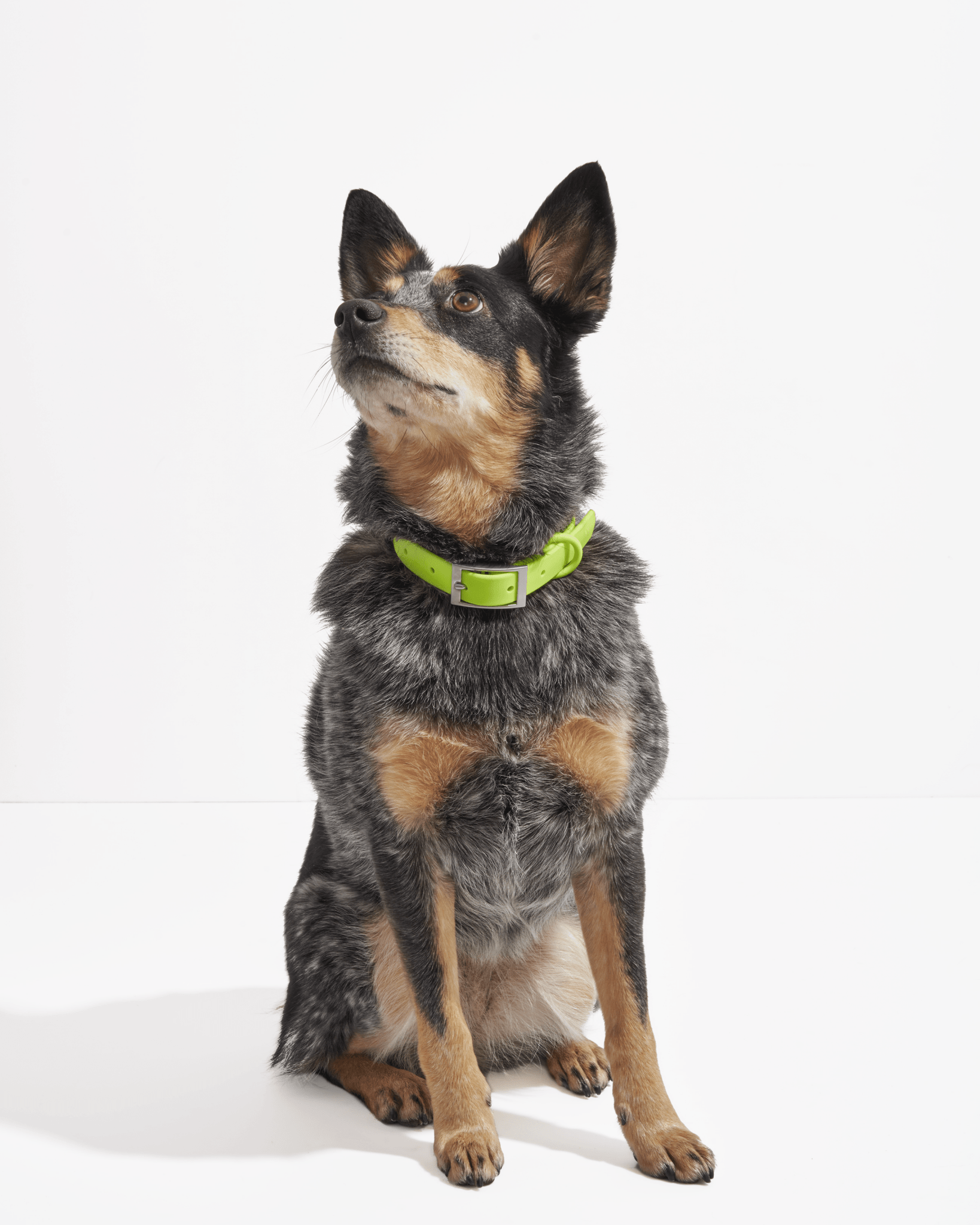Collar - Eva Pet - Wild One
