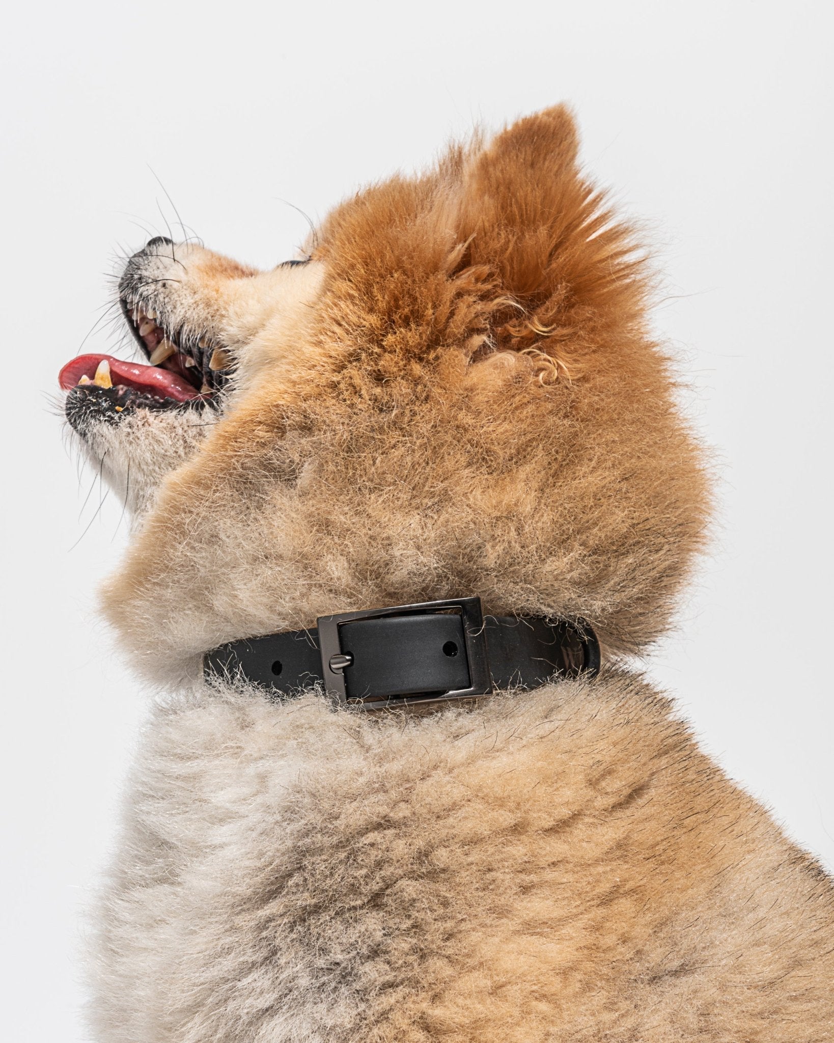 Collar - Eva Pet - Wild One