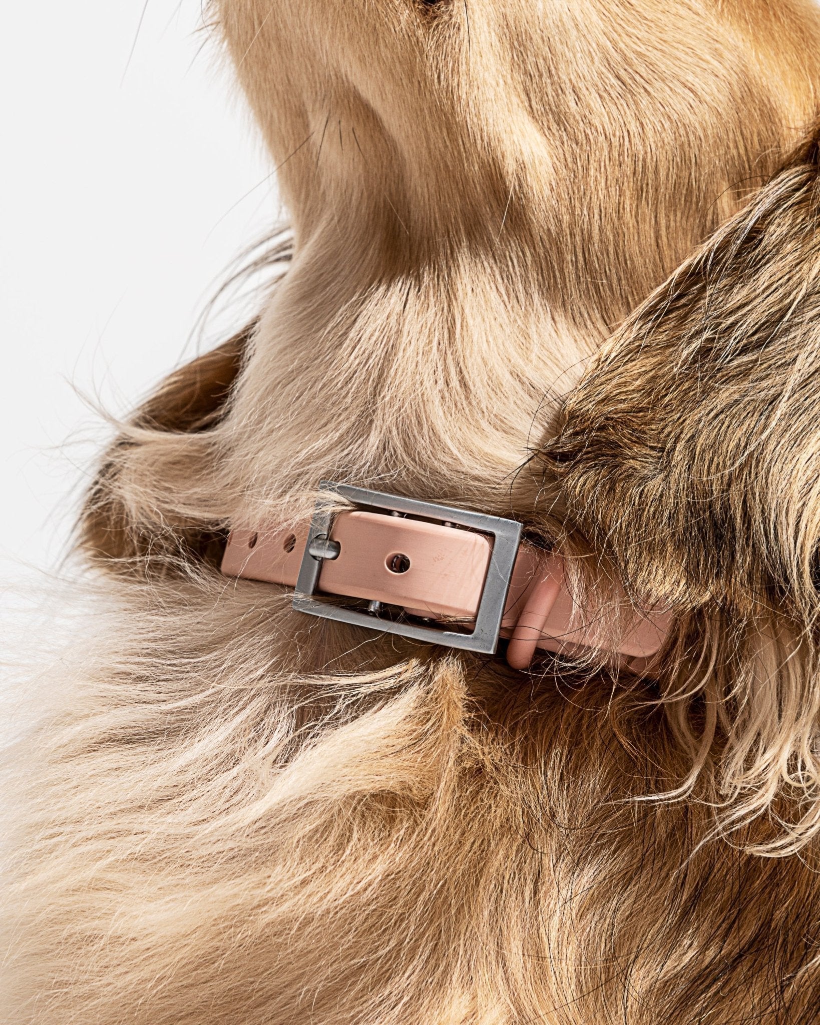 Collar - Eva Pet - Wild One