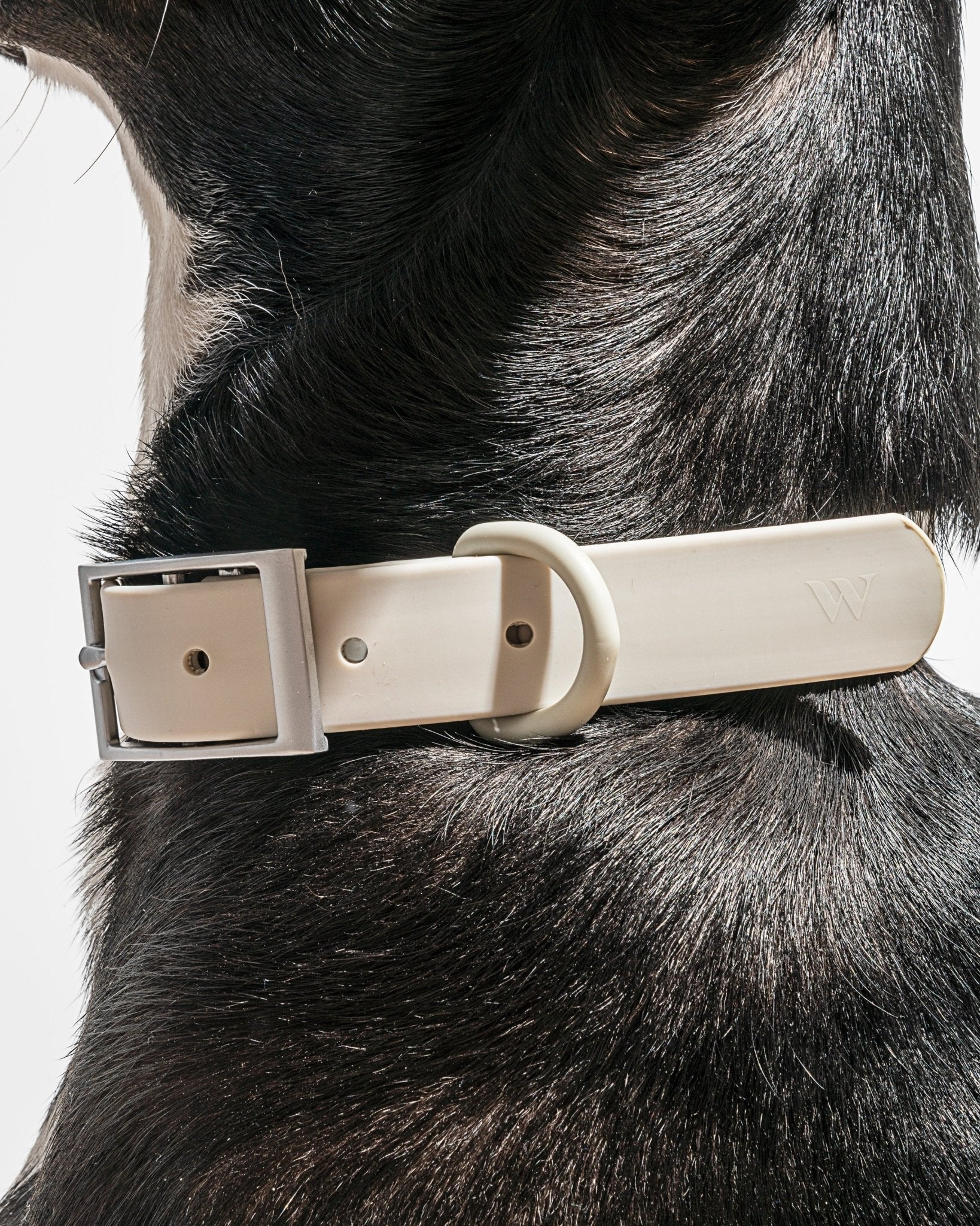 Collar - Eva Pet - Wild One