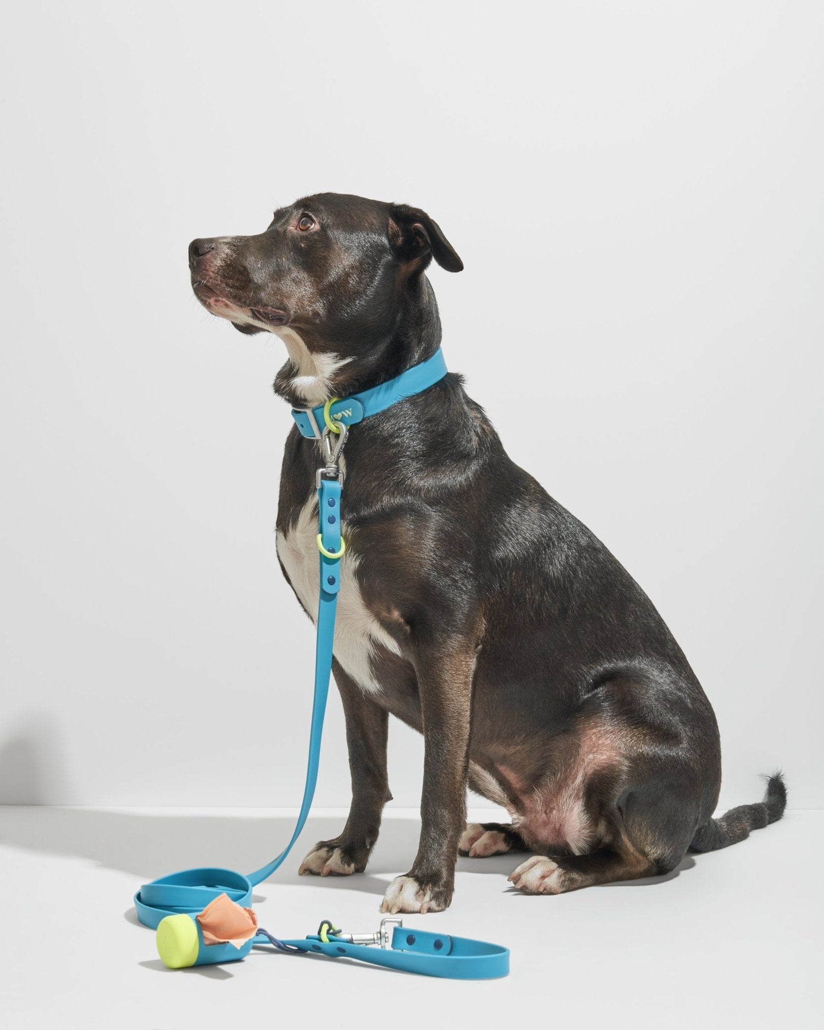 Collar - Eva Pet - Wild One