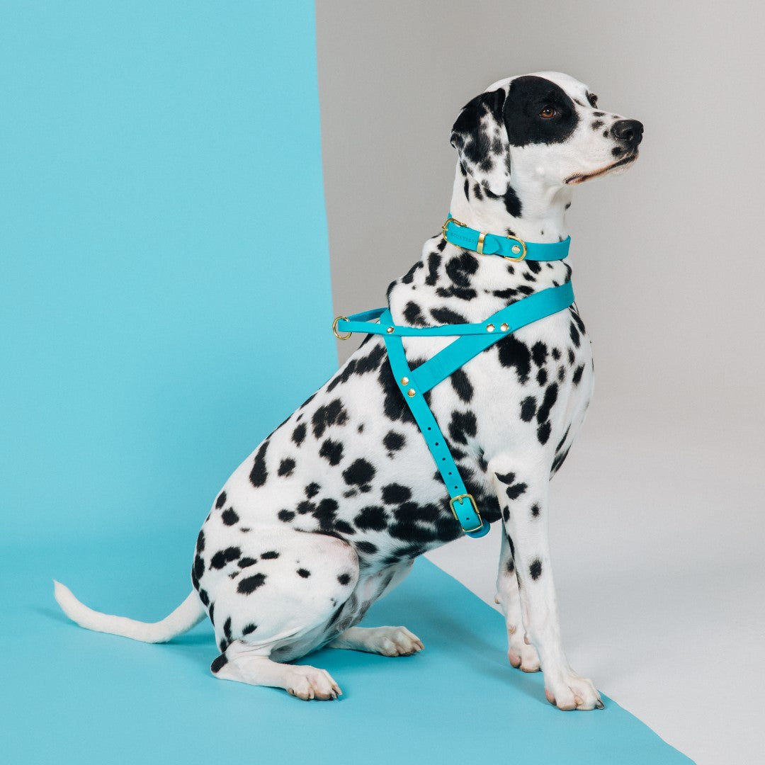 Butter Leather Dog Collar - Fiji