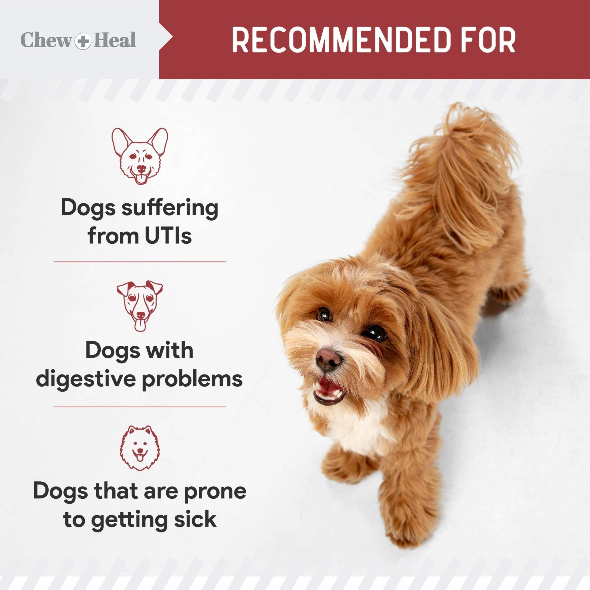 Cranberry Support Urinary Tract Supplement for Dogs - Eva Pet - Chew + Heal