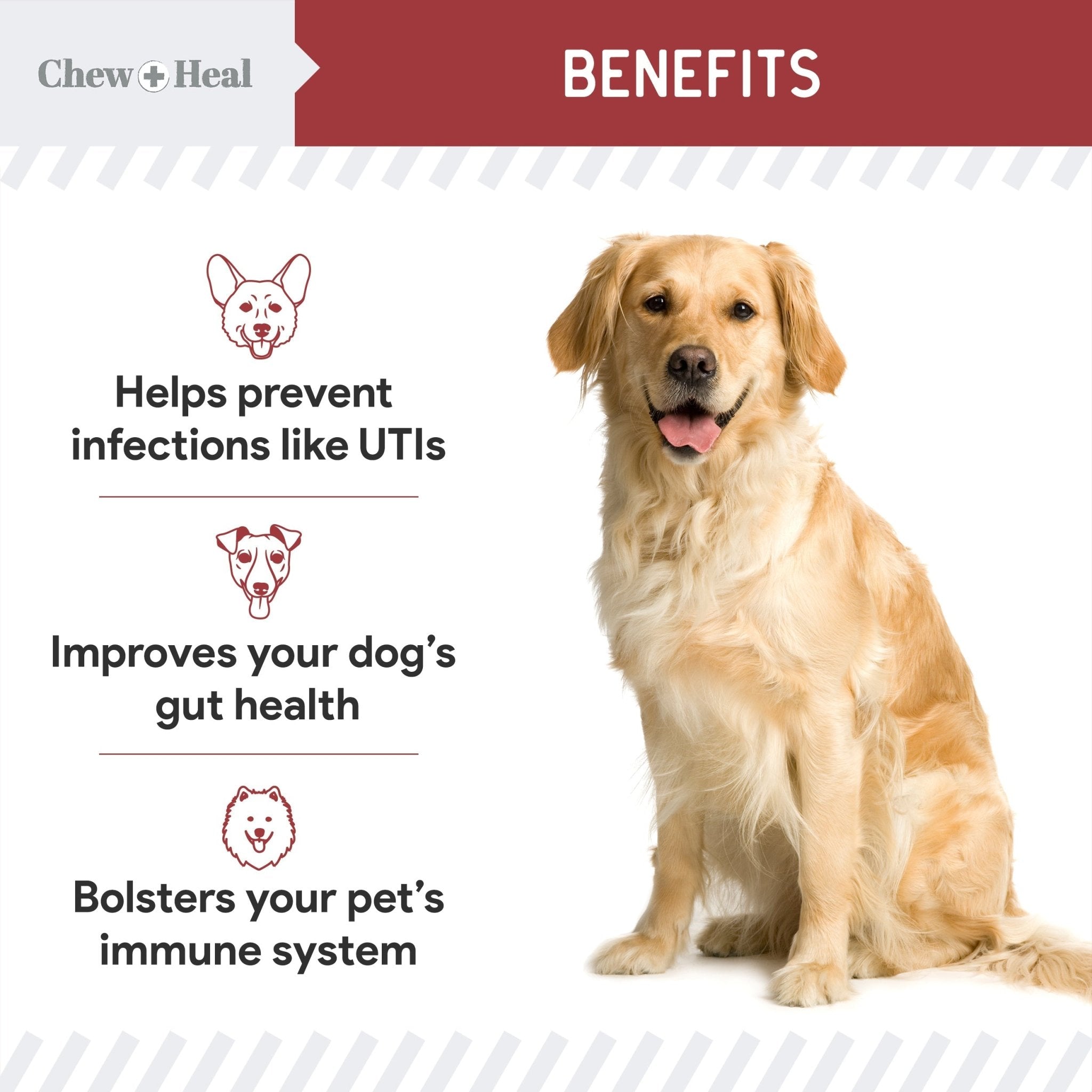 Cranberry Support Urinary Tract Supplement for Dogs - Eva Pet - Chew + Heal