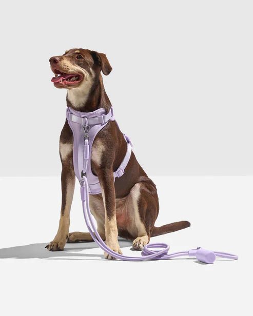 Dog Leash - Eva Pet - Eva Pet