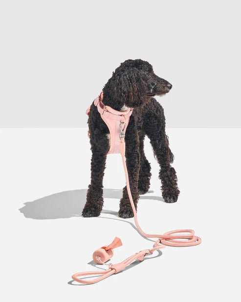 Dog Leash - Eva Pet - Eva Pet