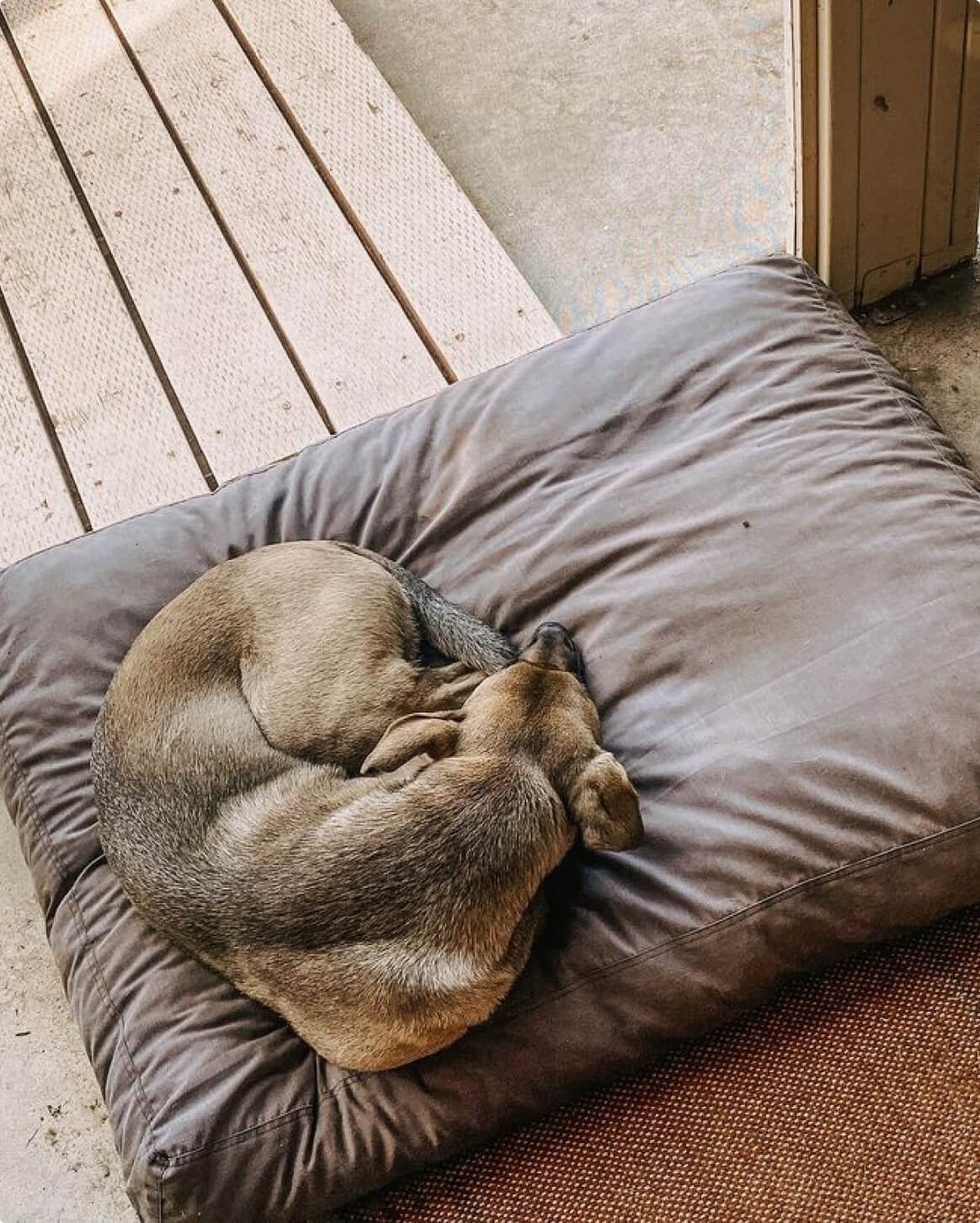 Fable Bed - Eva Pet - Fable Pets