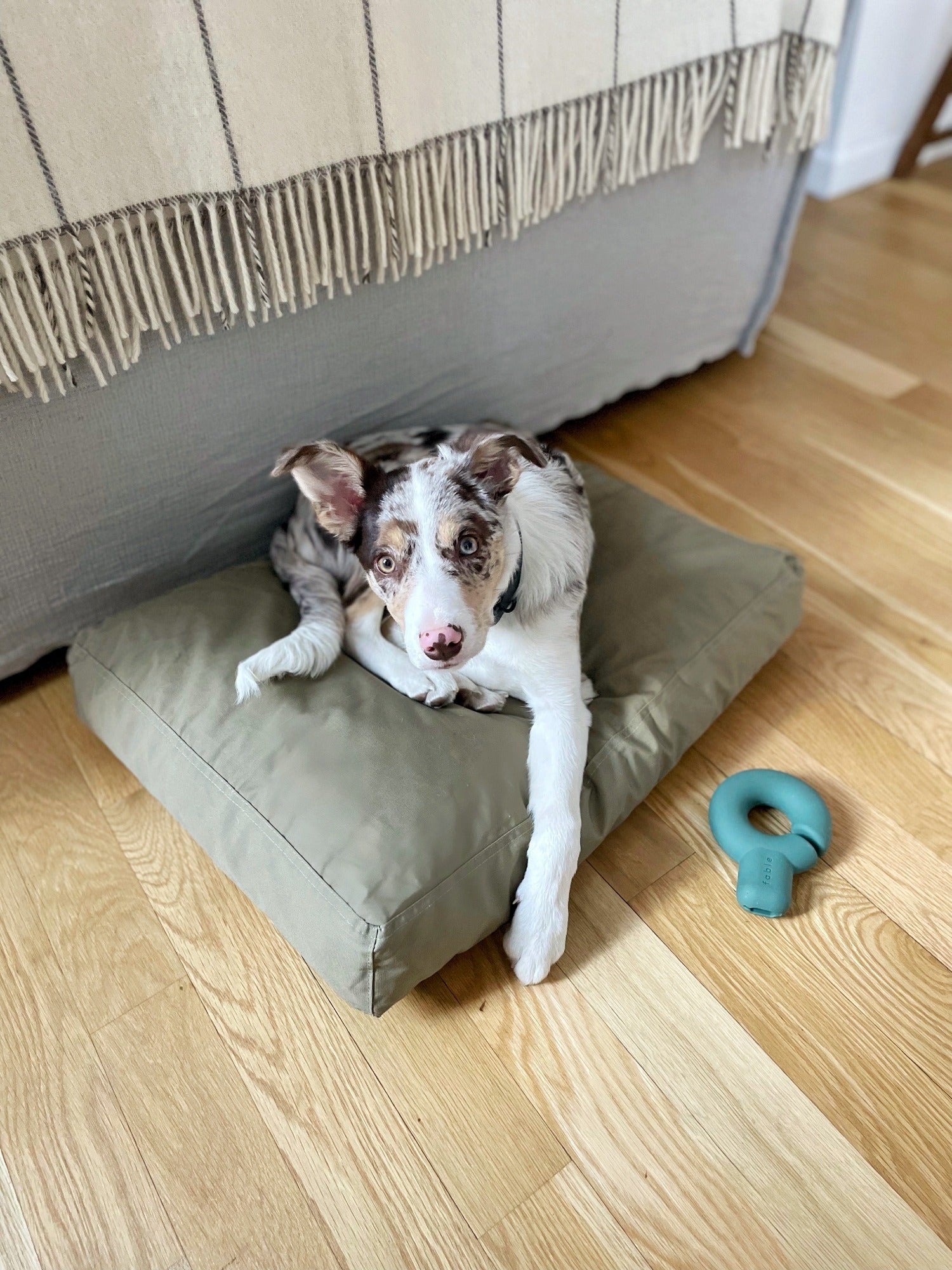 Fable Bed - Eva Pet - Fable Pets