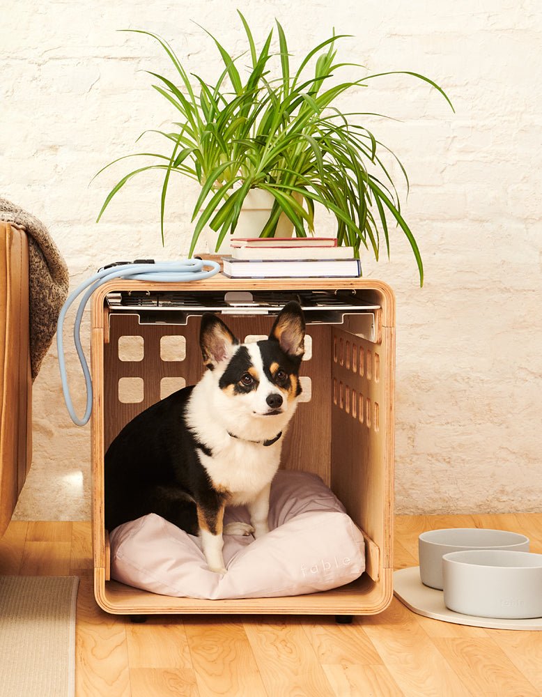 Fable Crate - Eva Pet - Fable Pets