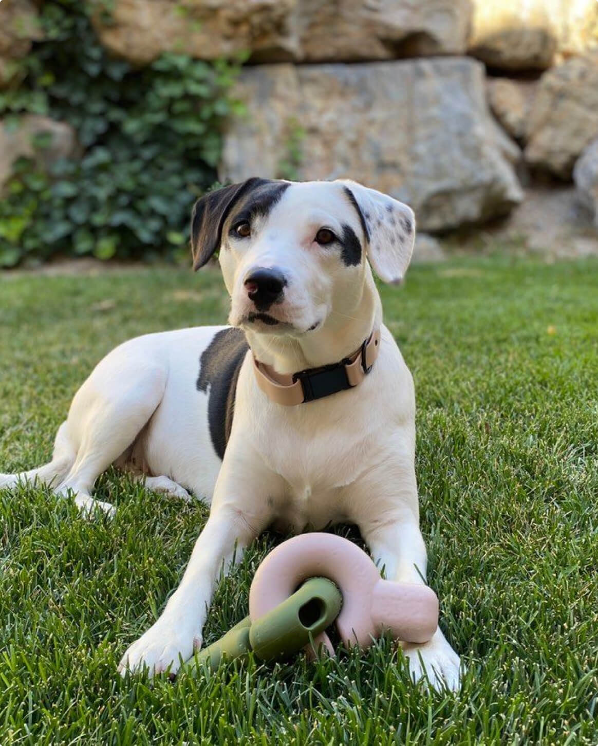 Fable Signature Collar - Eva Pet - Fable Pets