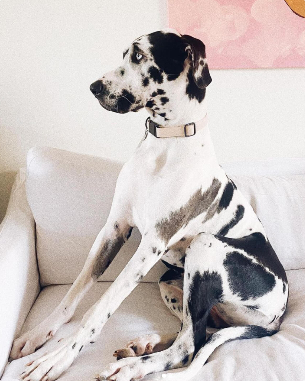 Fable Signature Collar - Eva Pet - Fable Pets