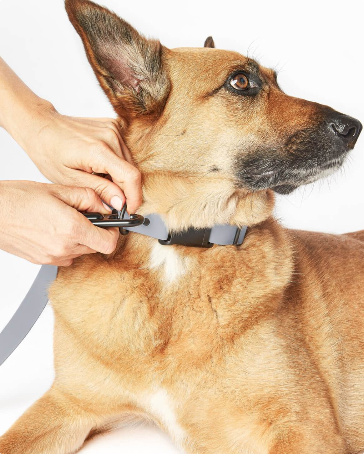Fable Signature Leash - Eva Pet - Fable Pets