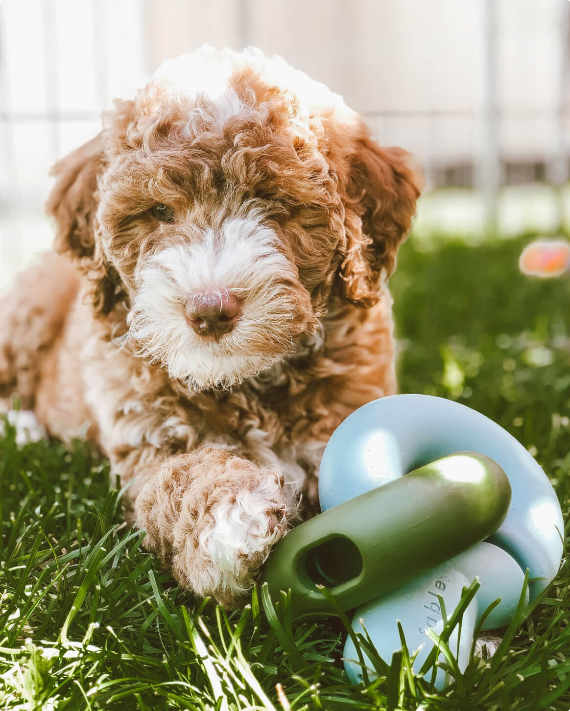 Falcon Toy™ - Eva Pet - Fable Pets