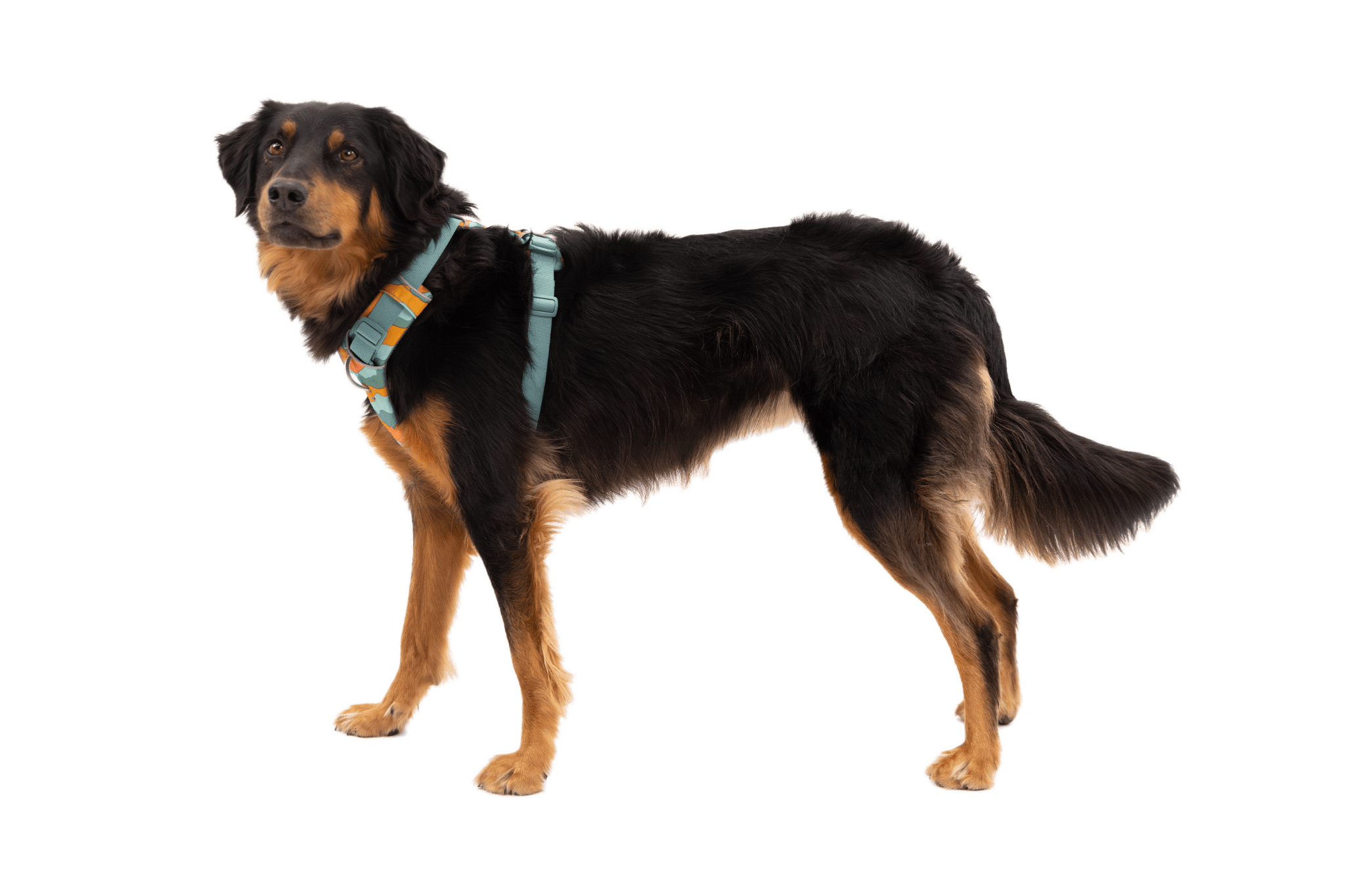 Front Range® Dog Harness - Eva Pet - Ruff Wear Inc.