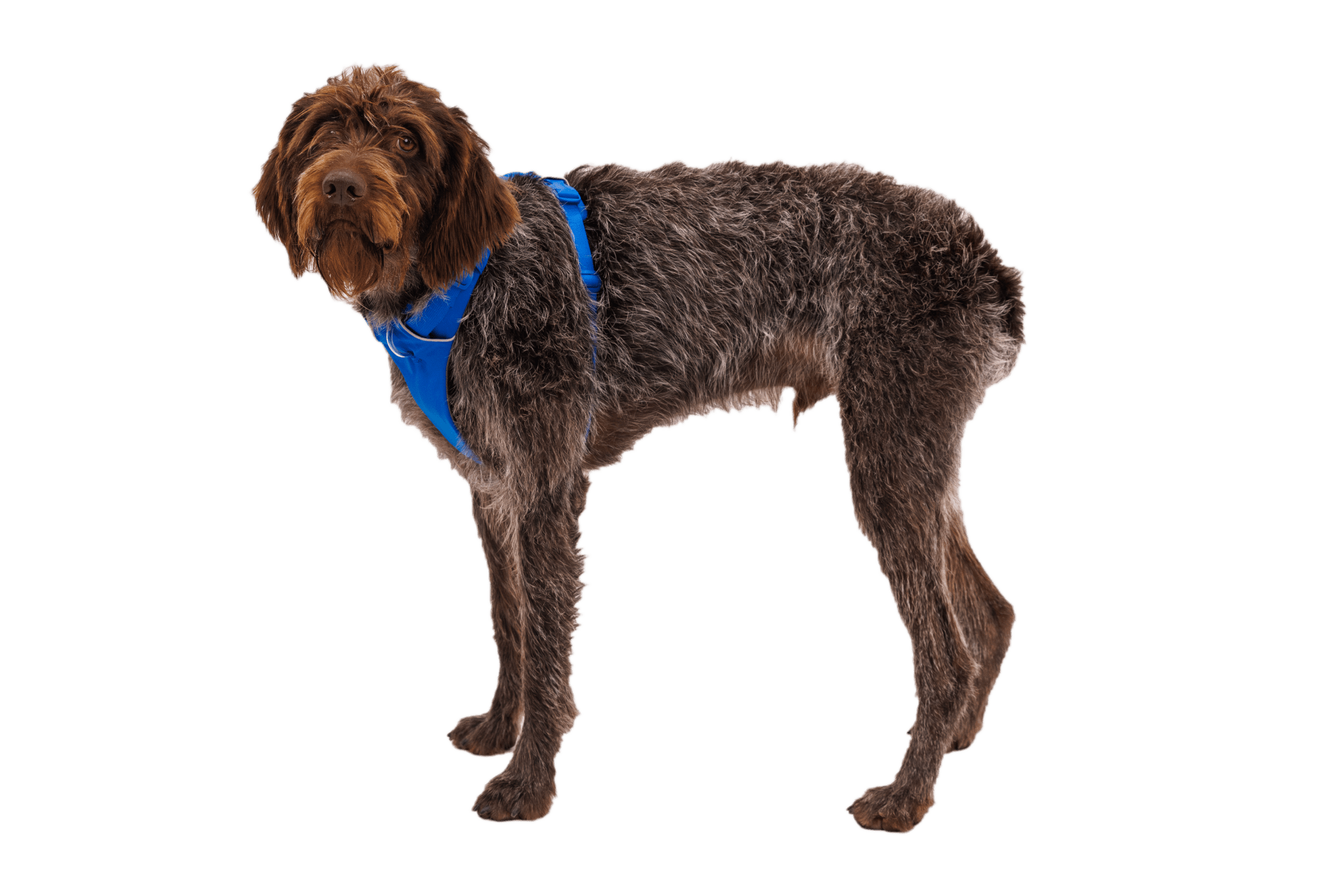 Front Range® Dog Harness - Eva Pet - Ruff Wear Inc.