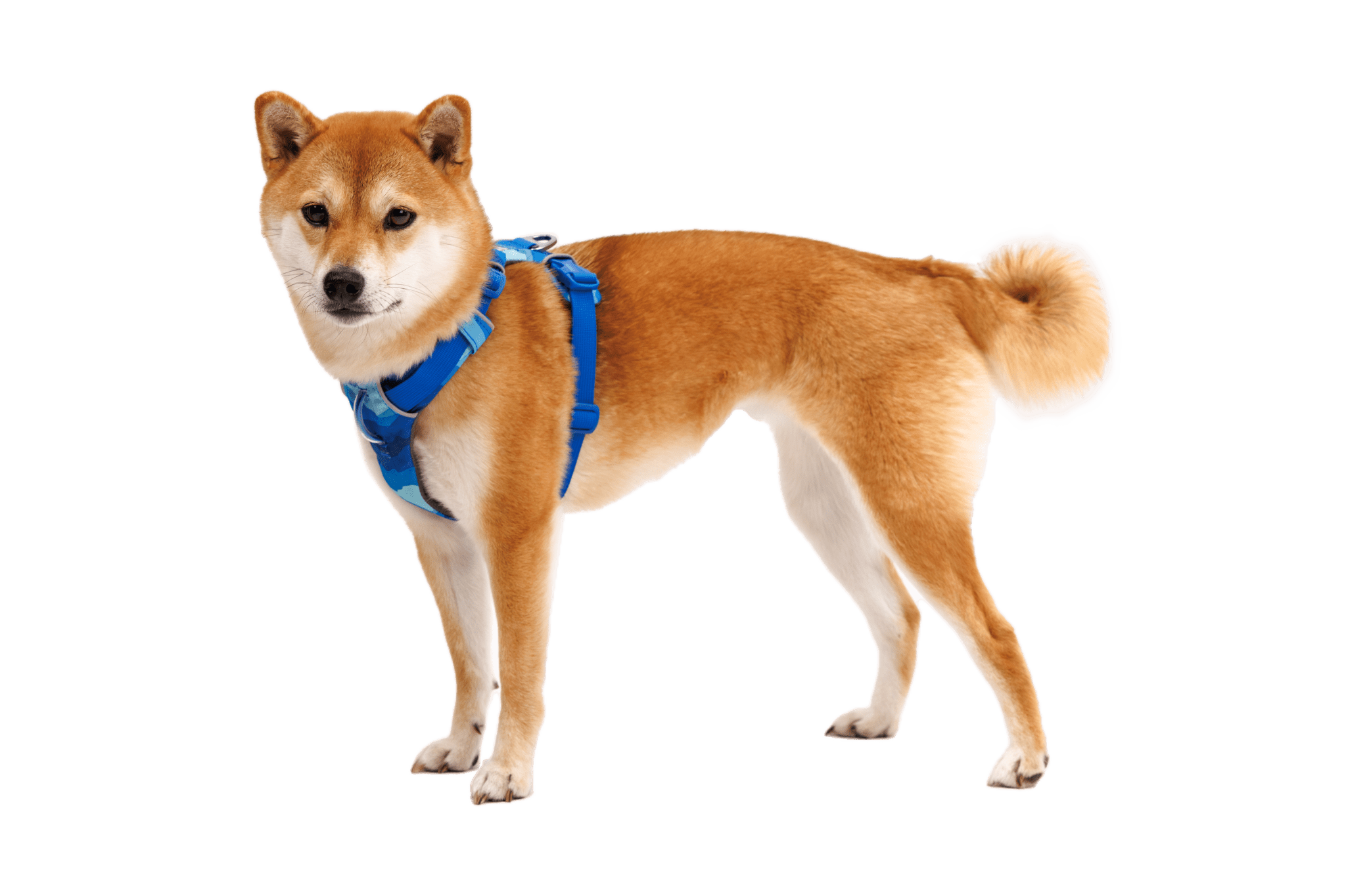 Front Range® Dog Harness - Eva Pet - Ruff Wear Inc.