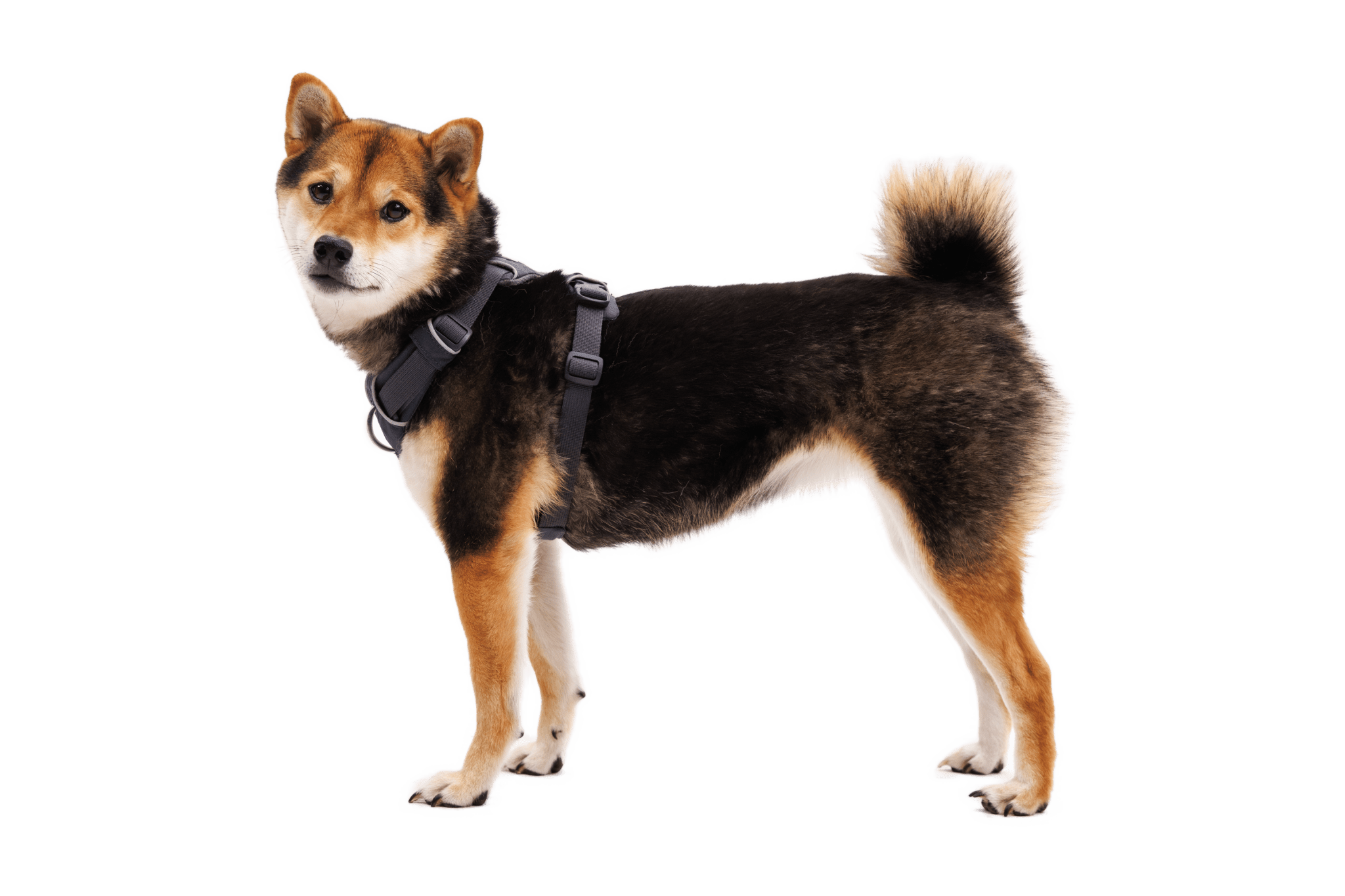 Front Range® Dog Harness - Eva Pet - Ruff Wear Inc.