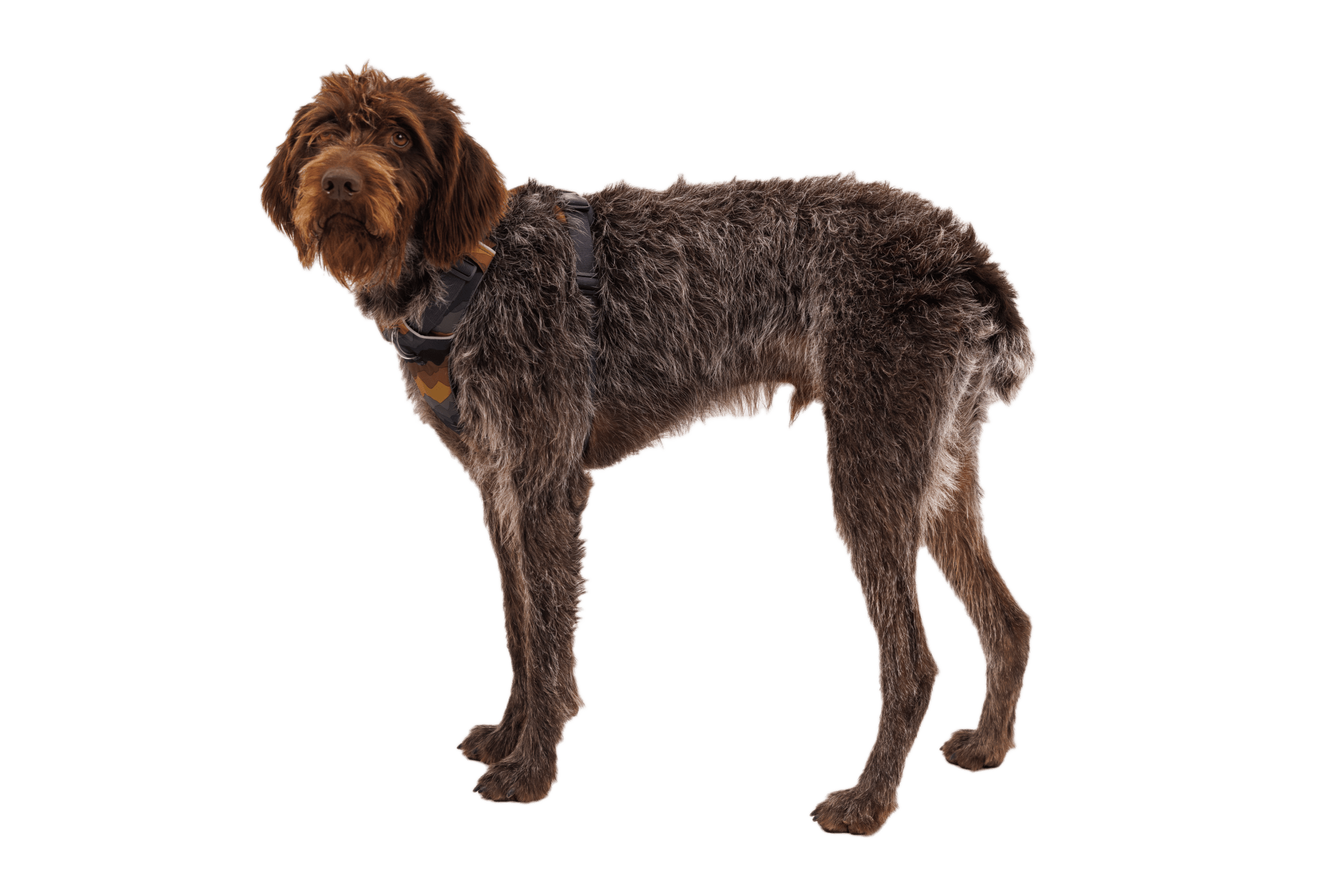 Front Range® Dog Harness - Eva Pet - Ruff Wear Inc.