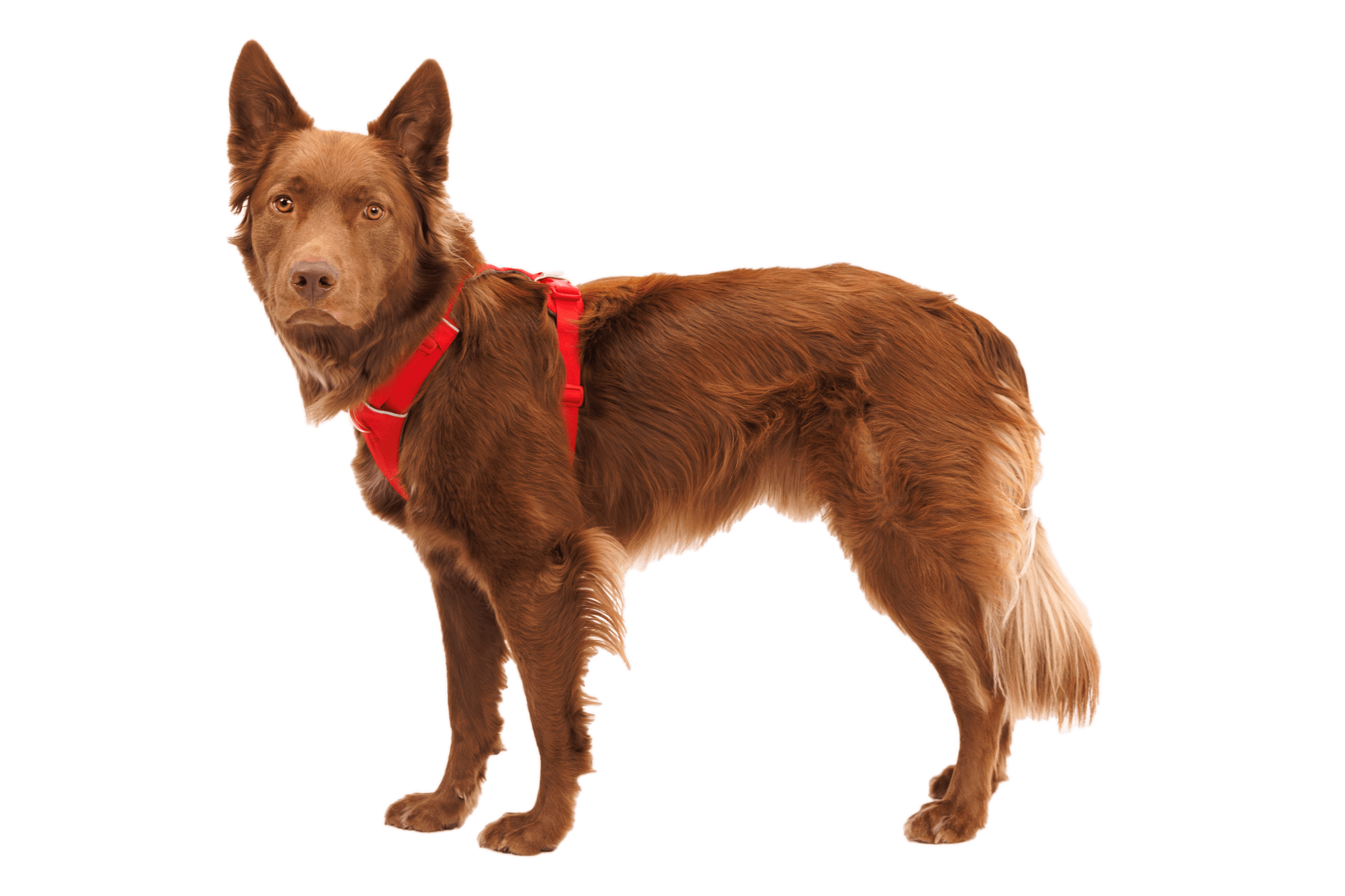 Front Range® Dog Harness - Eva Pet - Ruff Wear Inc.
