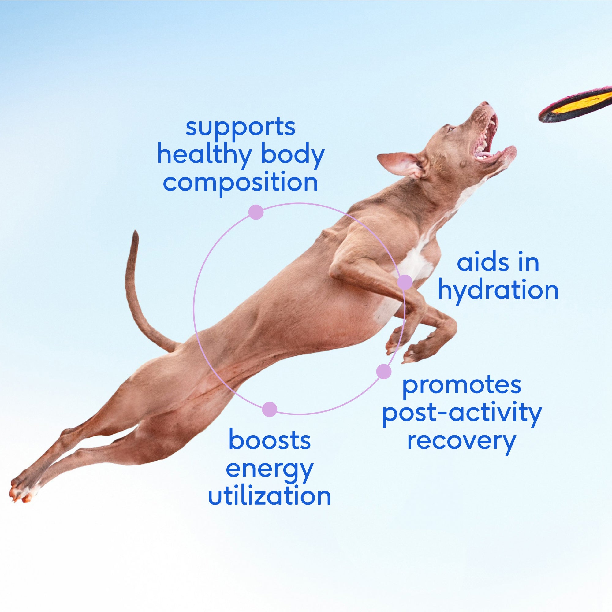 GOAT MILK - Eva Pet - Native Pet