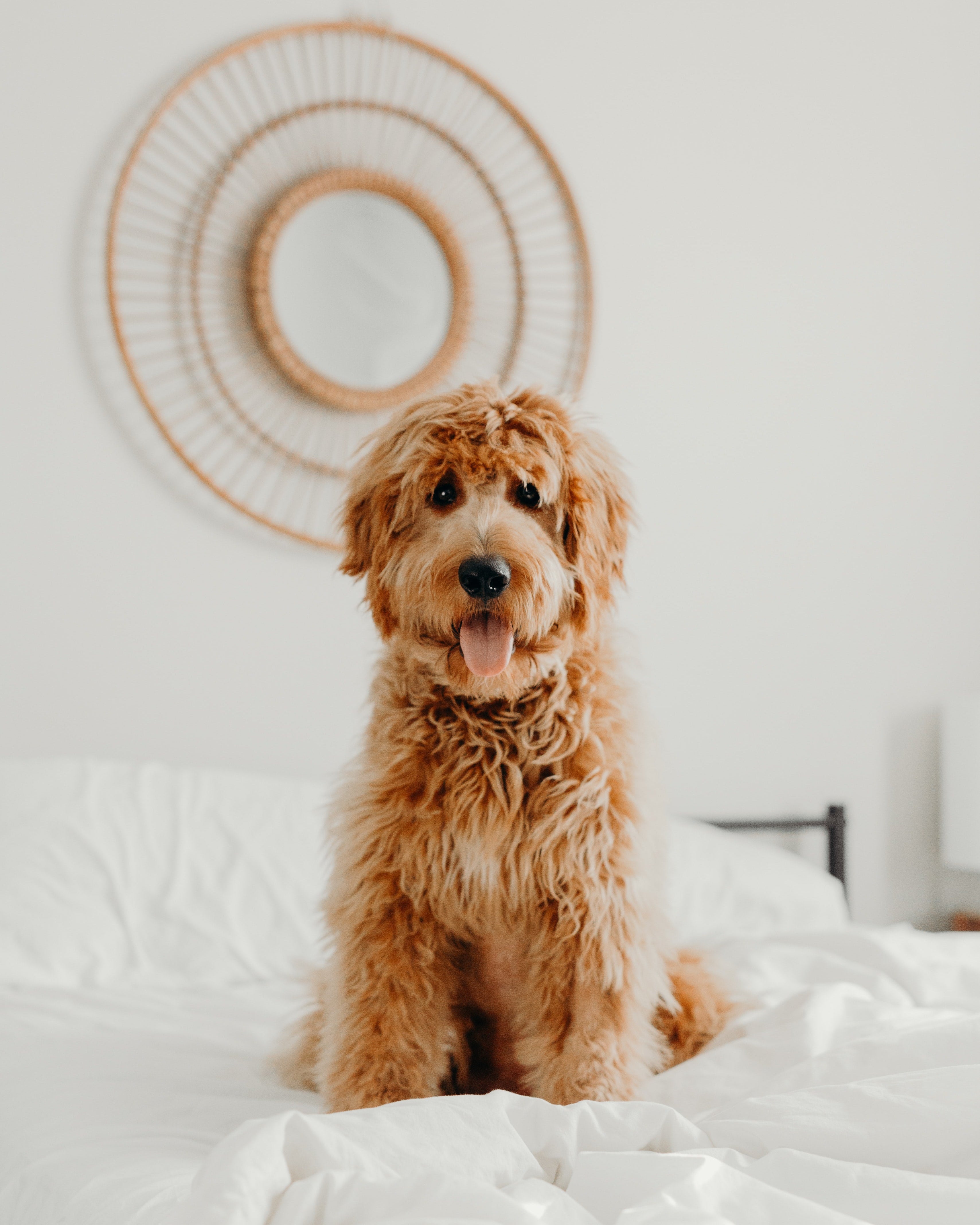 golden doodle dog sitting on bed
