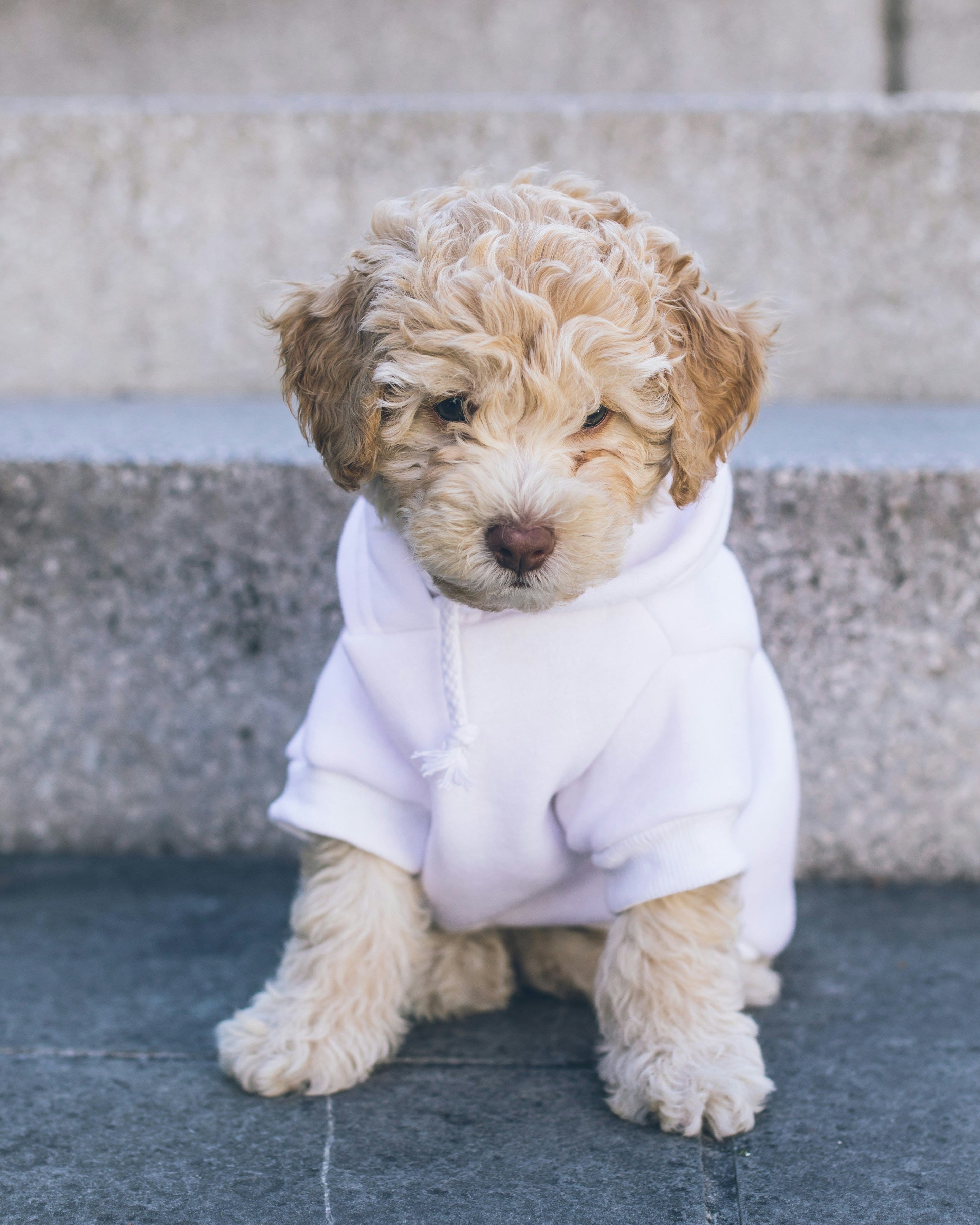 golden doodle puppy with sweater 
