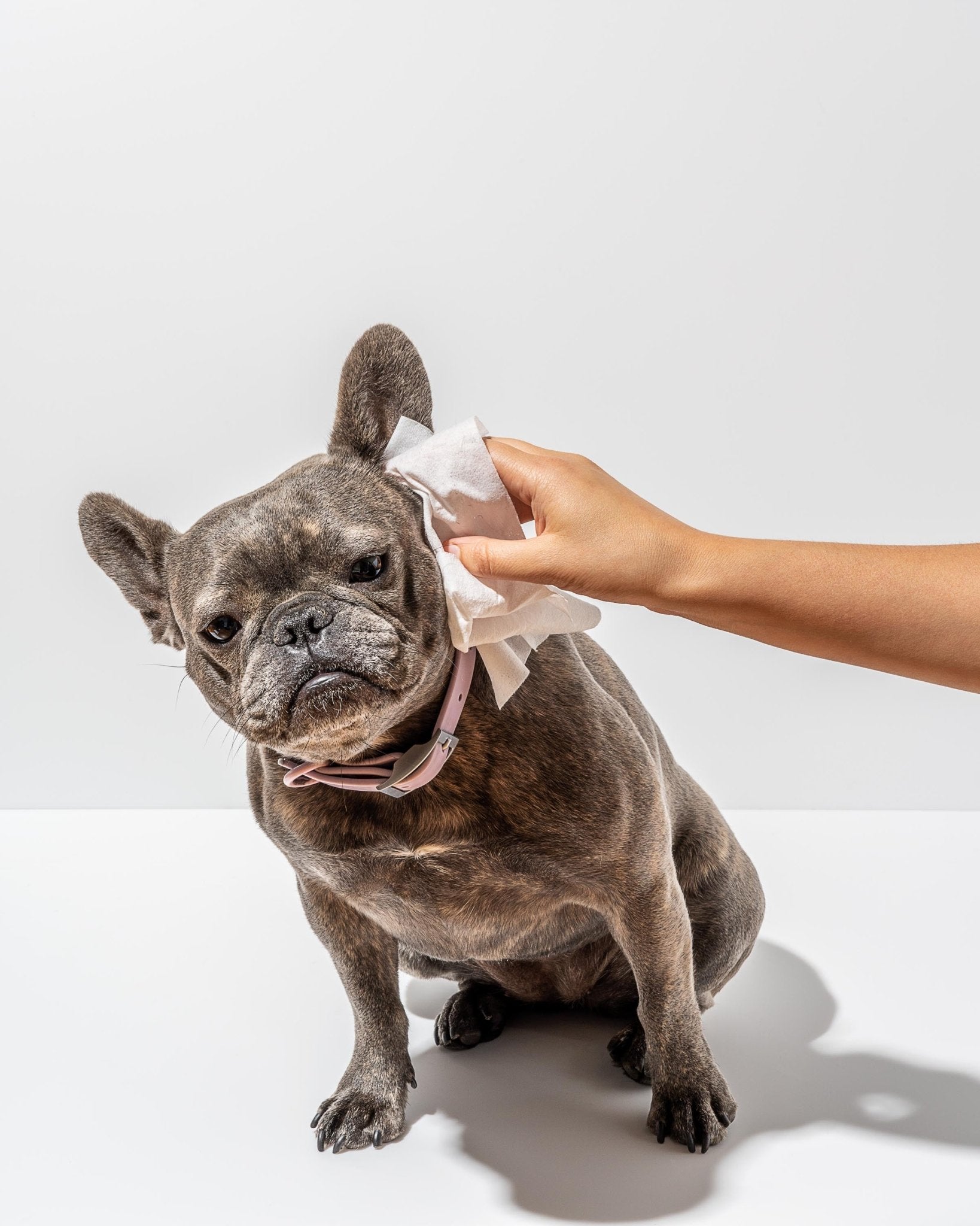 Grooming Wipes - Eva Pet - Wild One