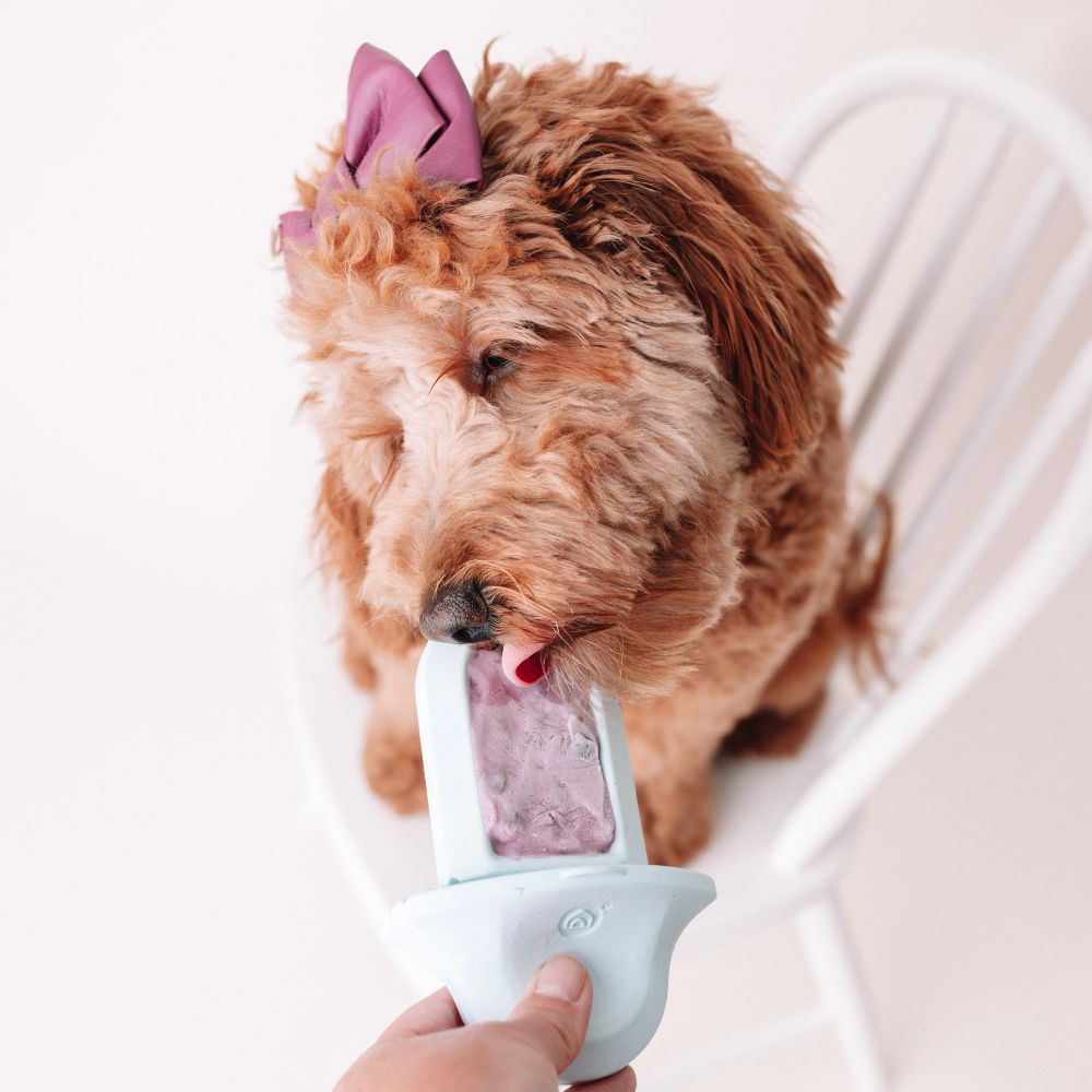 Groov Training Aid - Eva Pet - Diggs