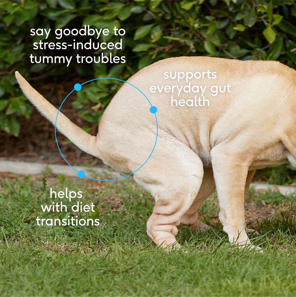 Gut & Glow: Gut + Digestion Health Dog Box - Eva Pet - Eva Pet