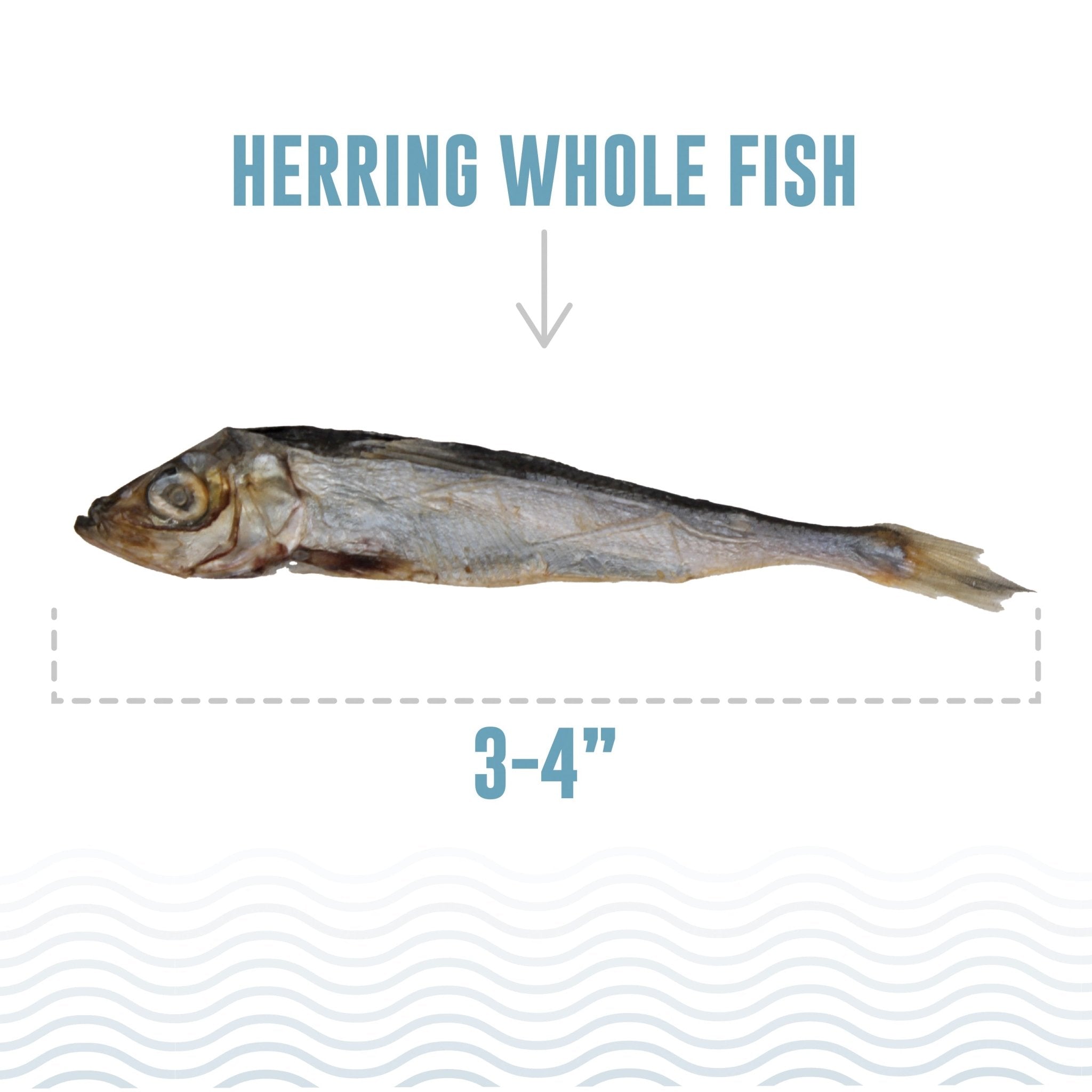Herring Whole Fish Dog Treats - Eva Pet - Icelandic+
