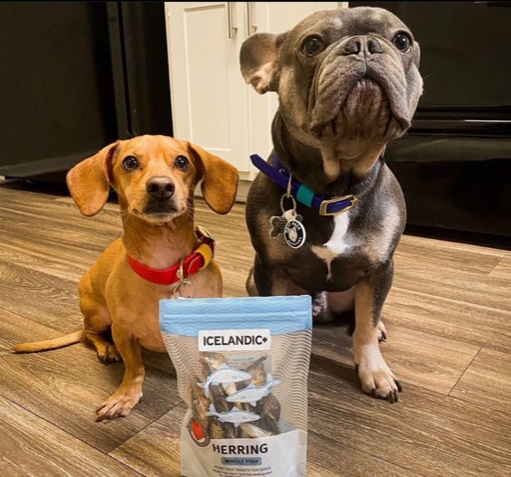 Herring Whole Fish Dog Treats - Eva Pet - Icelandic+