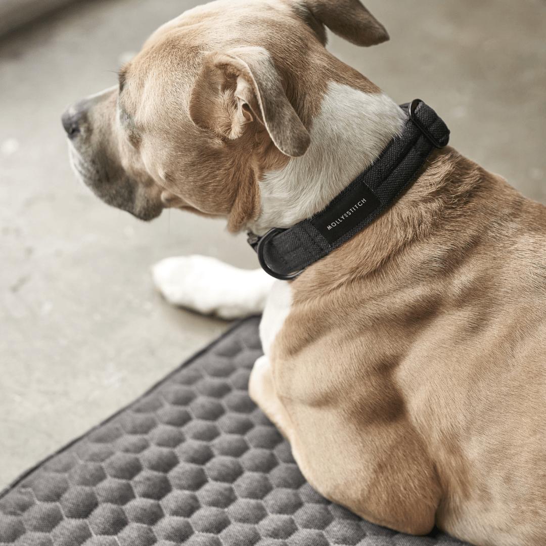 Honeycomb Dog Travel Mat - Grey - Eva Pet - mollyandstitchus