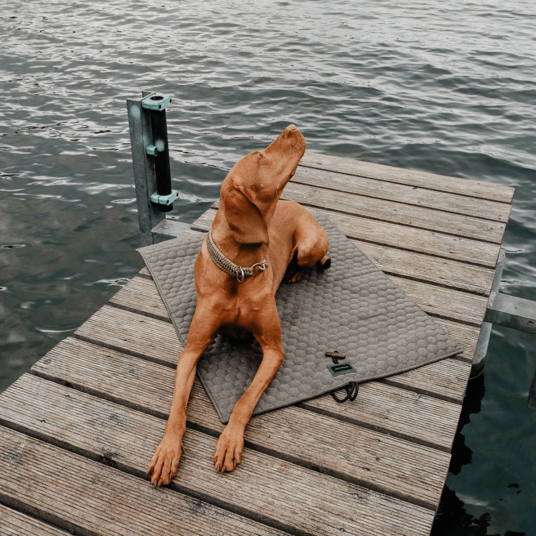 Honeycomb Dog Travel Mat - Grey - Eva Pet - mollyandstitchus