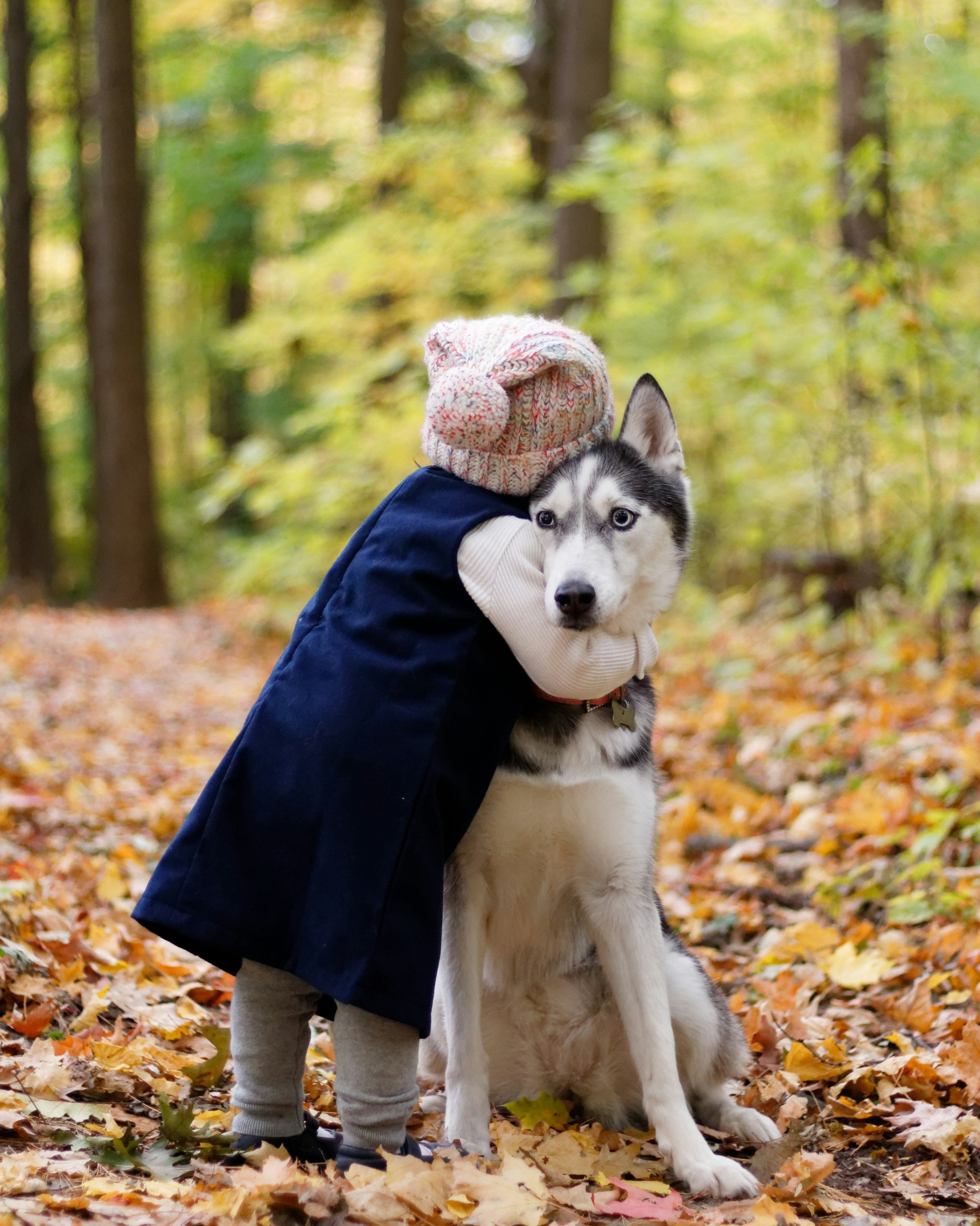 husky dog and little girl hug