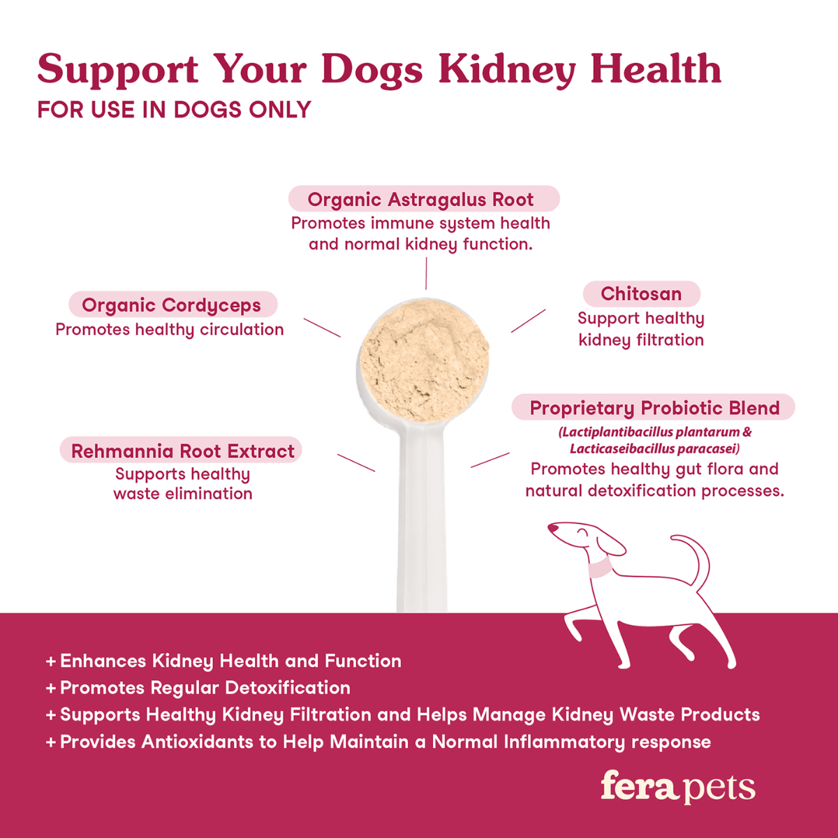 Kidney Support for Dogs - Eva Pet - Fera Pets