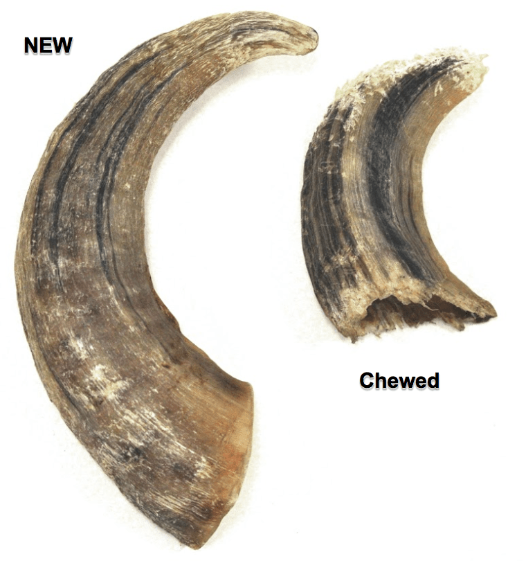 Large Lamb Horn Dog Chew - Eva Pet - Icelandic+